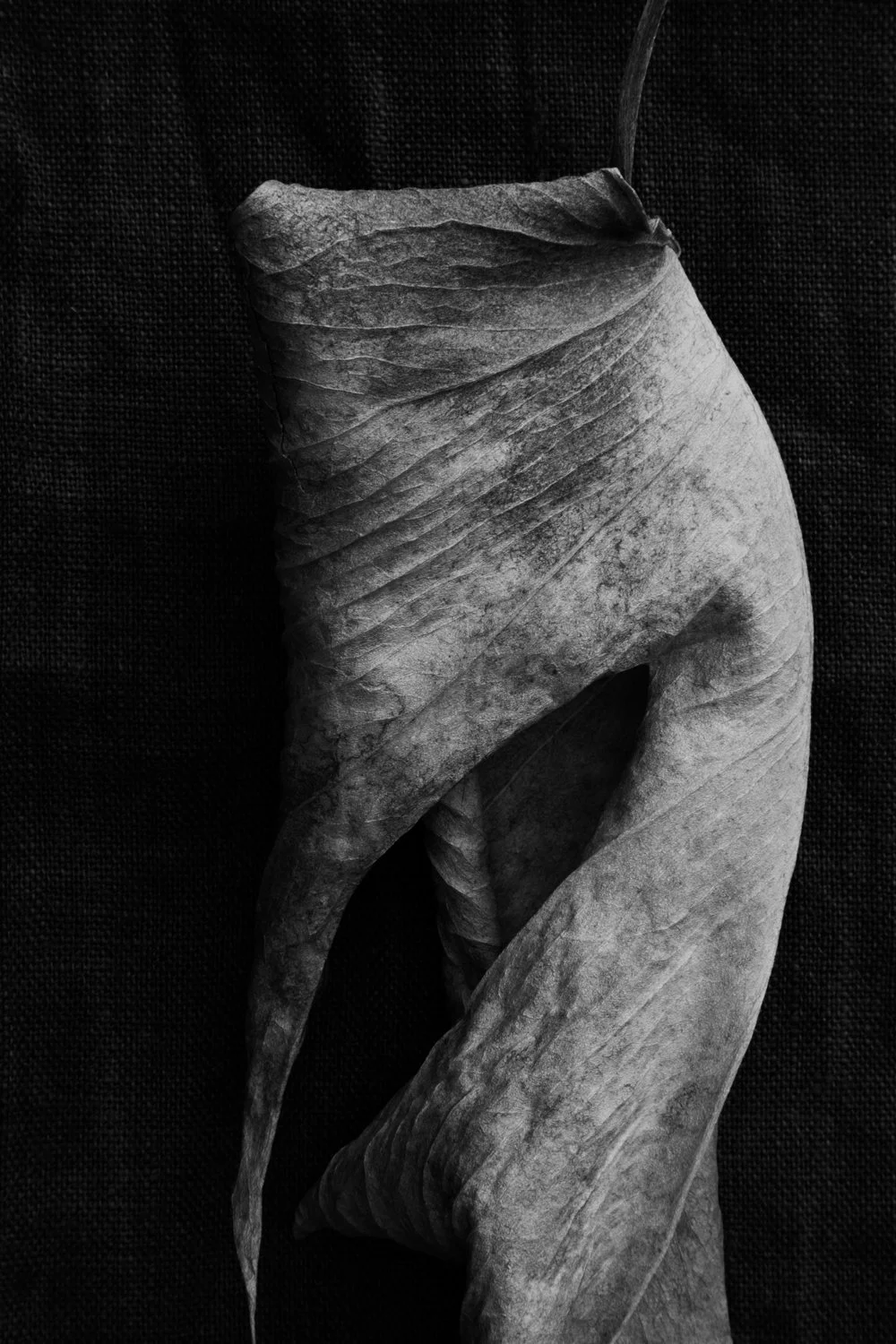 Visualizing Death through dry leaves