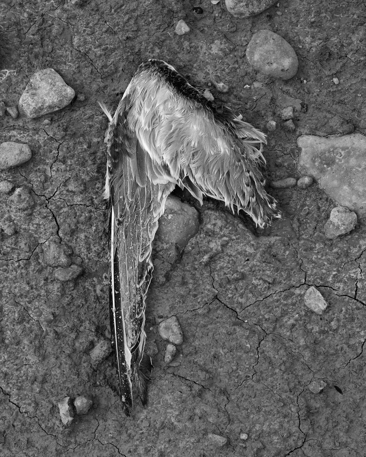 Photographing death on Gotland