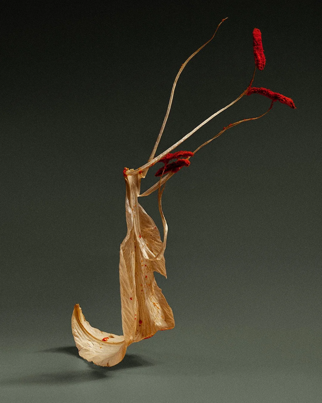 A dried, crumpled flower with three red, fuzzy stamens protruding from the top, set against a dark background.
