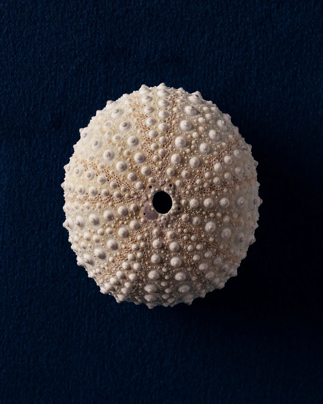 Seashells_Sabina-Hannila_Still-life-fotograf-Täby.jpg