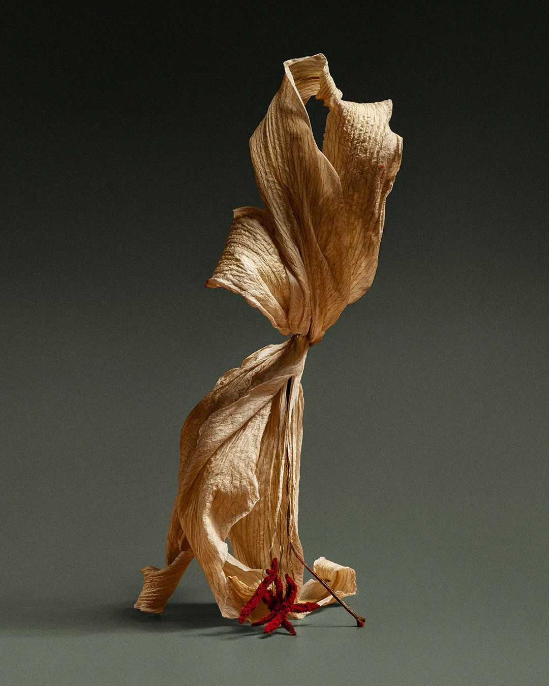 Dried beige leaf with a red string tied at the bottom, set against a plain dark background.