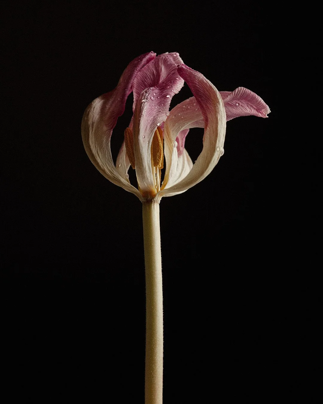 A close-up of a wilted pink and white tulip flower with water droplets on the petals, set against a black background.