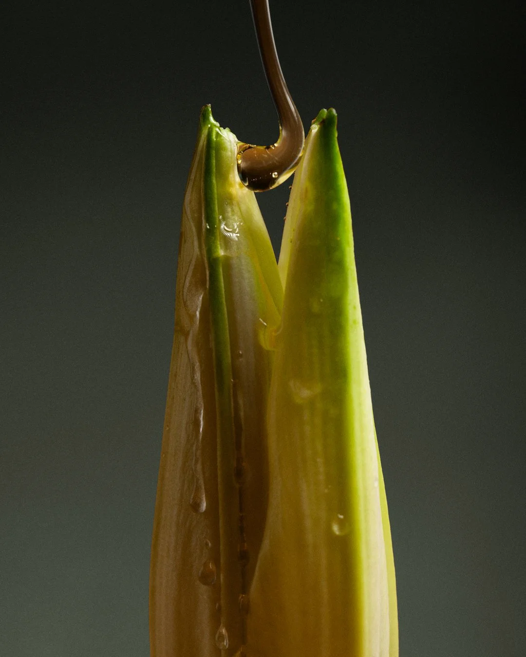 Close-up of a lilly bud being drizzled with honey.