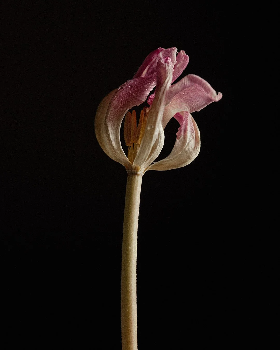 Close-up of a wilted pink and white flower with drooping petals on a dark background.