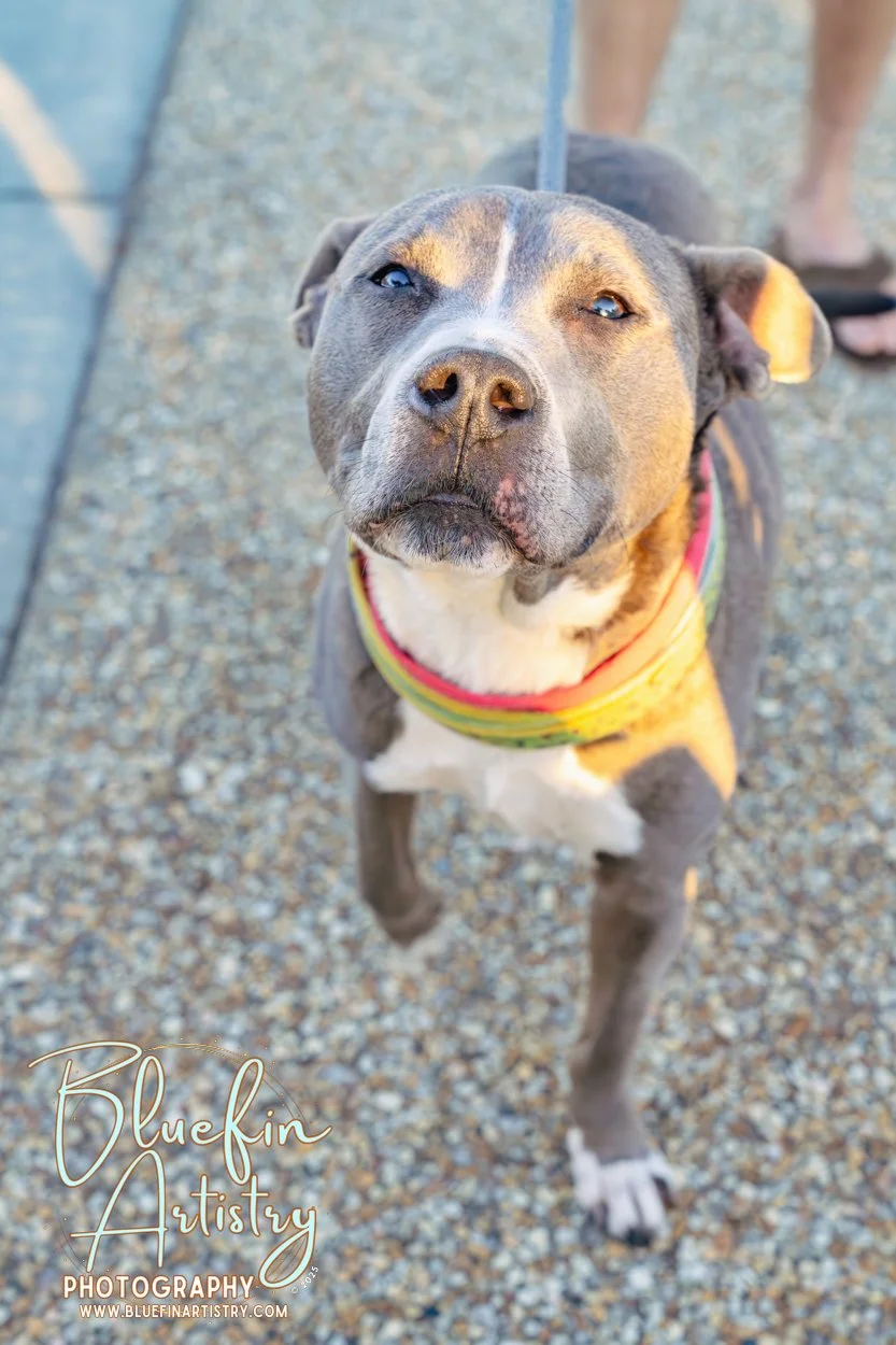 45 DMC Inc Bluefin Artistry Oct DSC09134.jpg