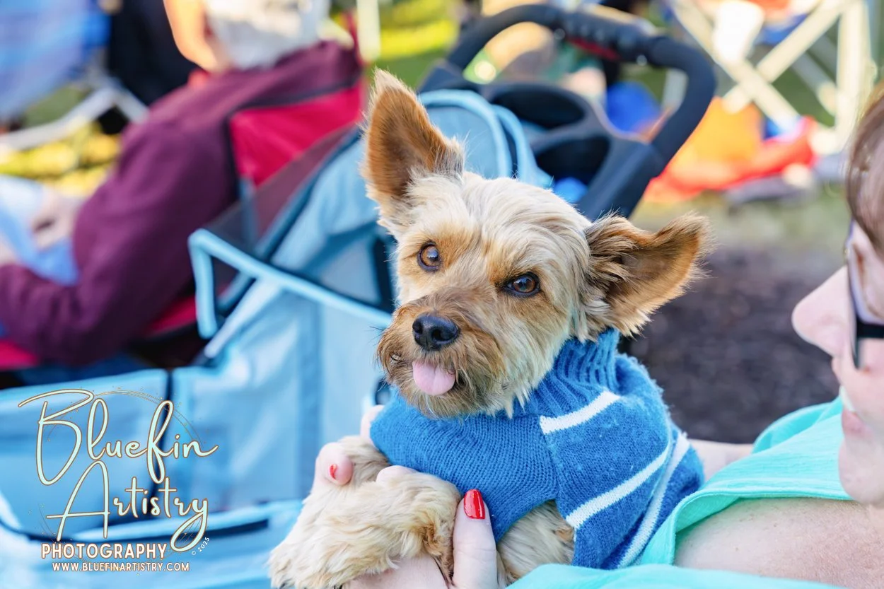 65 DMC Inc Bluefin Artistry Oct DSC08986.jpg