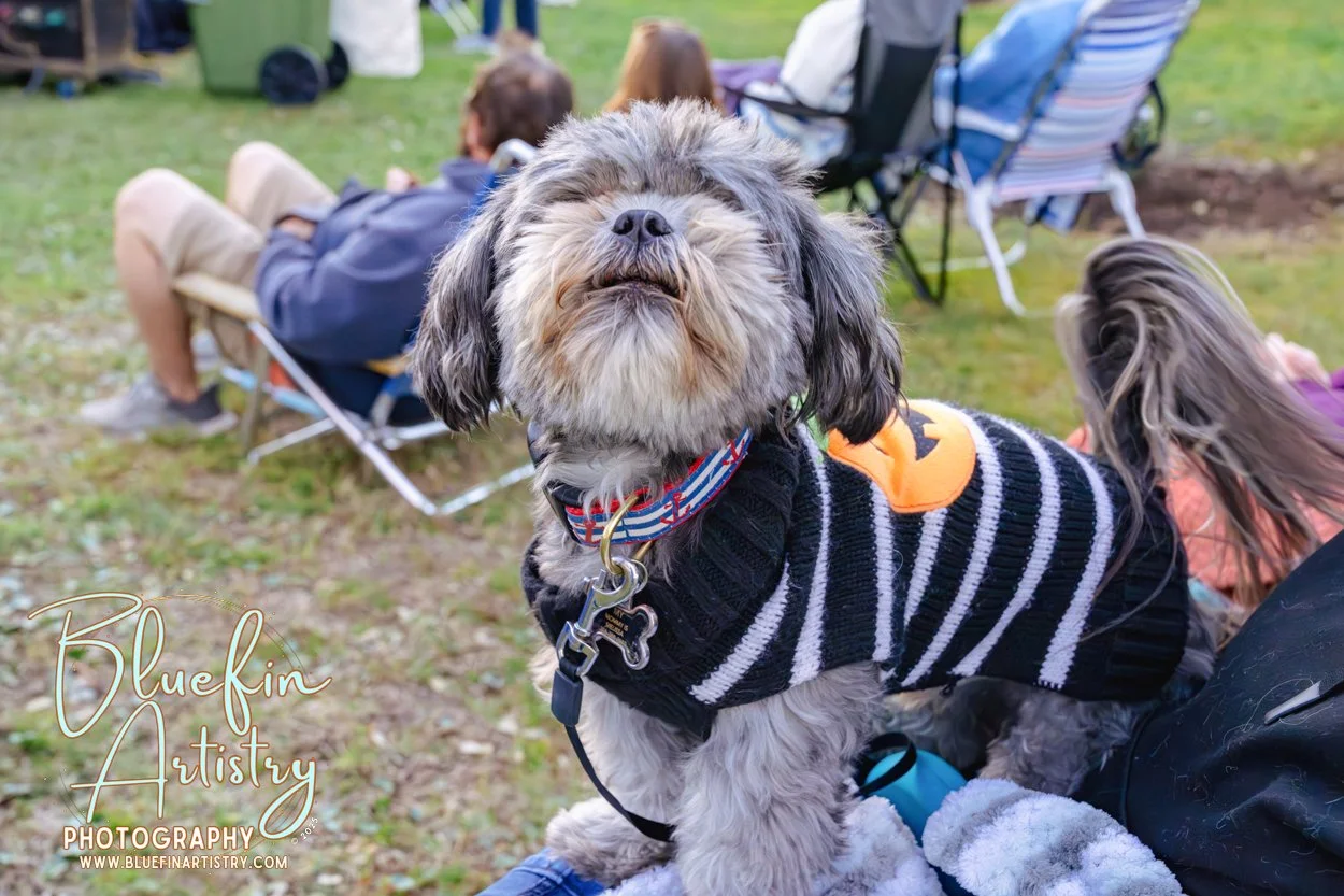 48 DMC Inc Bluefin Artistry Oct DSC09217.jpg