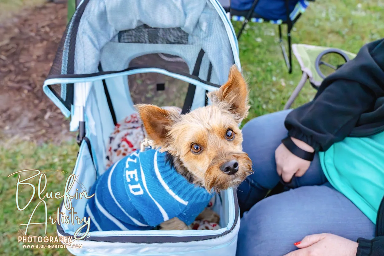 18 DMC Inc Bluefin Artistry Oct DSC09391.jpg