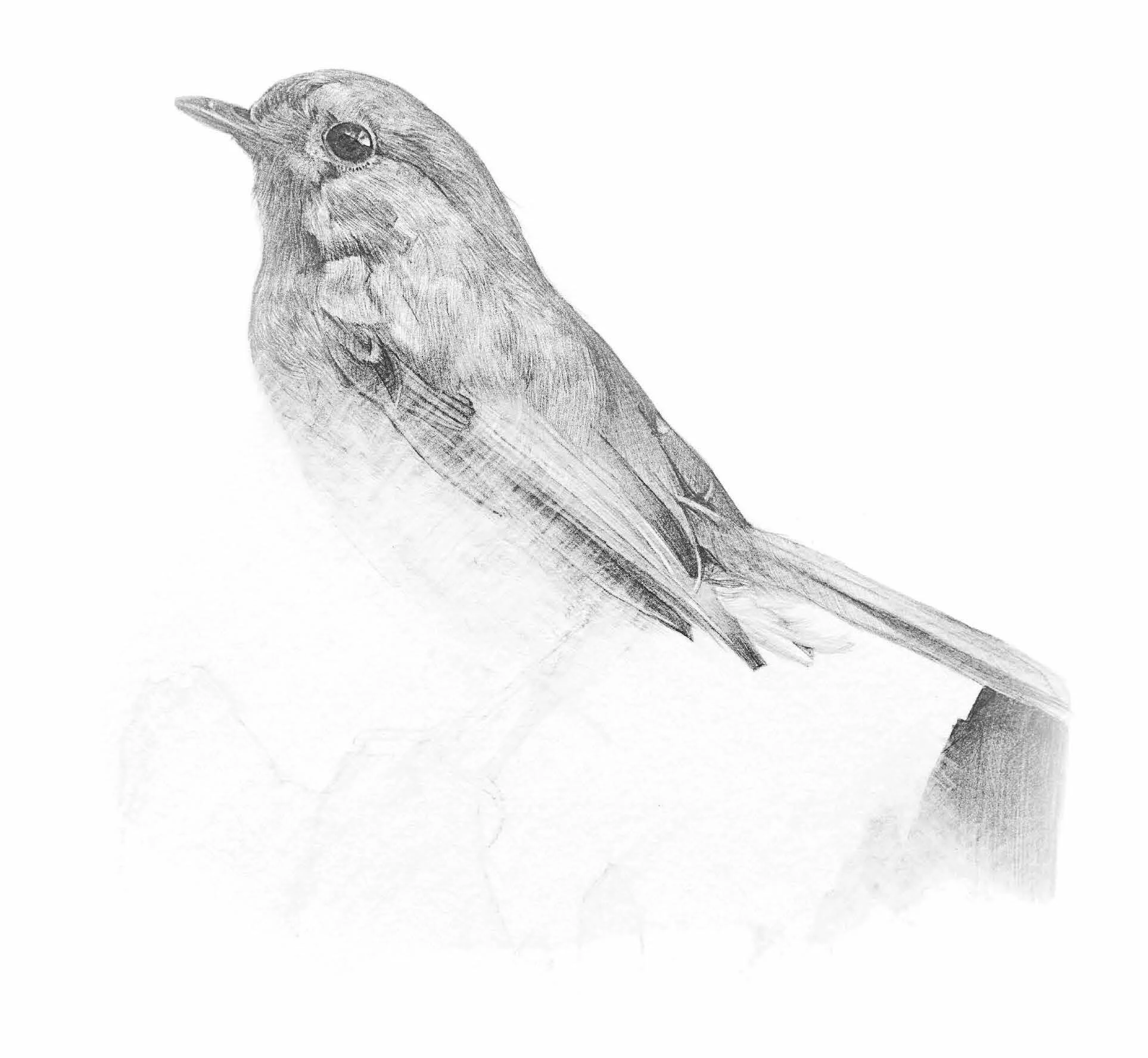Drawings Of Robin