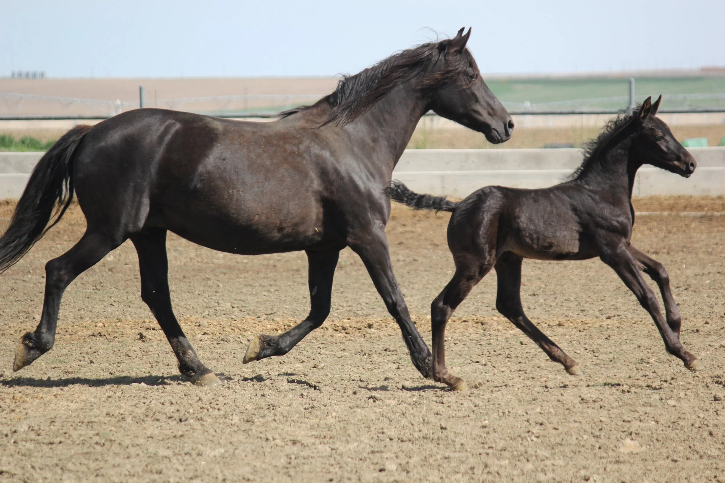 Sweet Iron Anisette with foal Buttes Blackman Dandy
