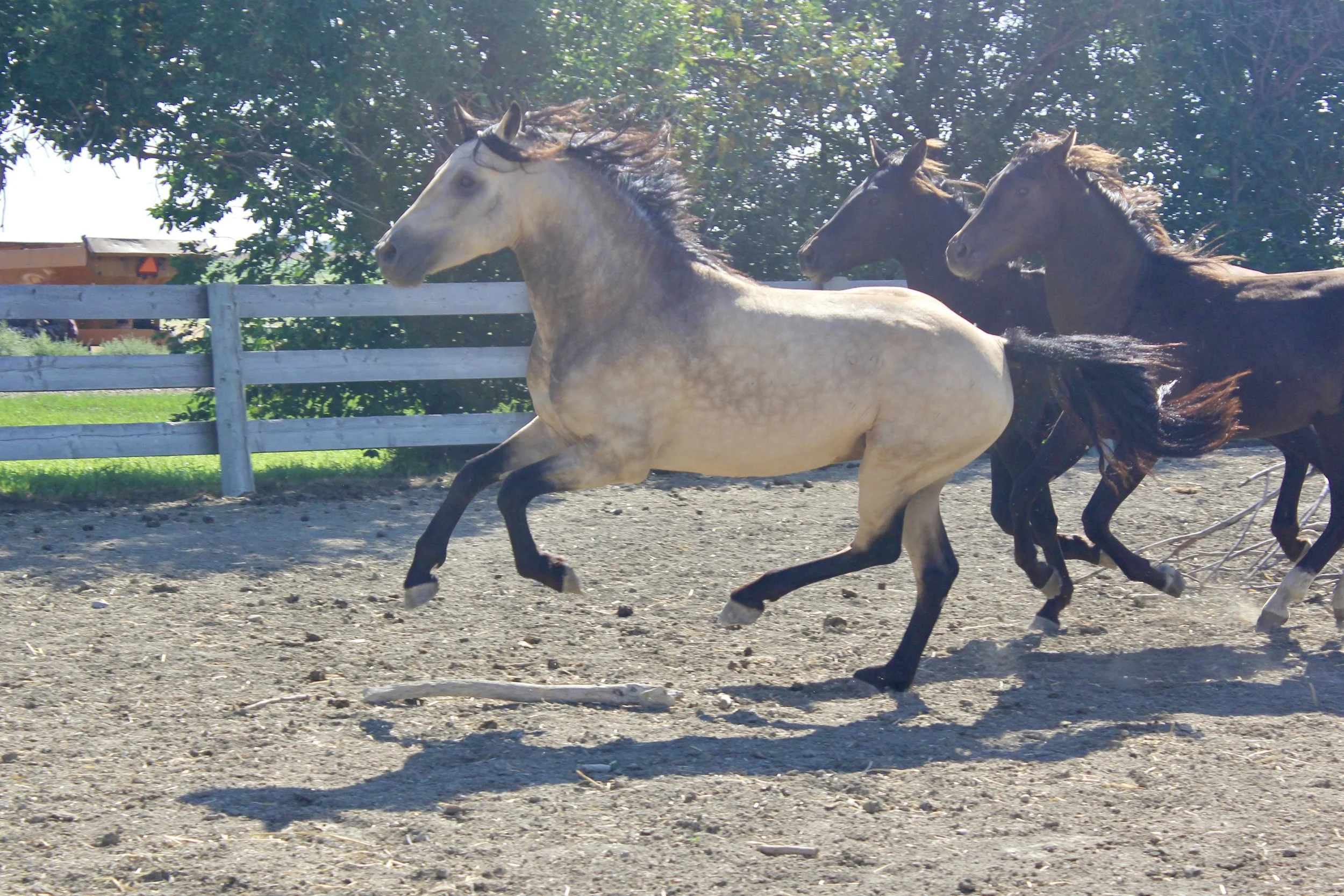 Buttes Gemini Falcon