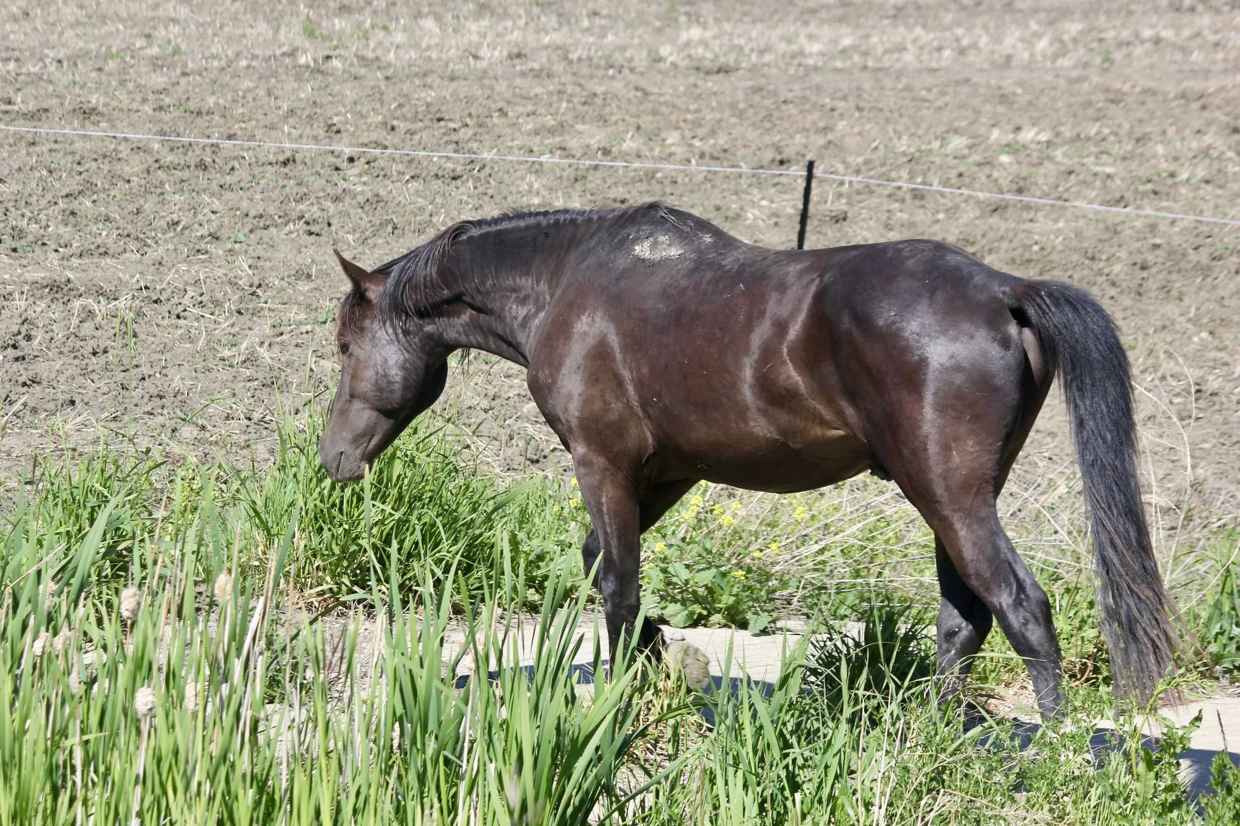 IMG_4399.JPG