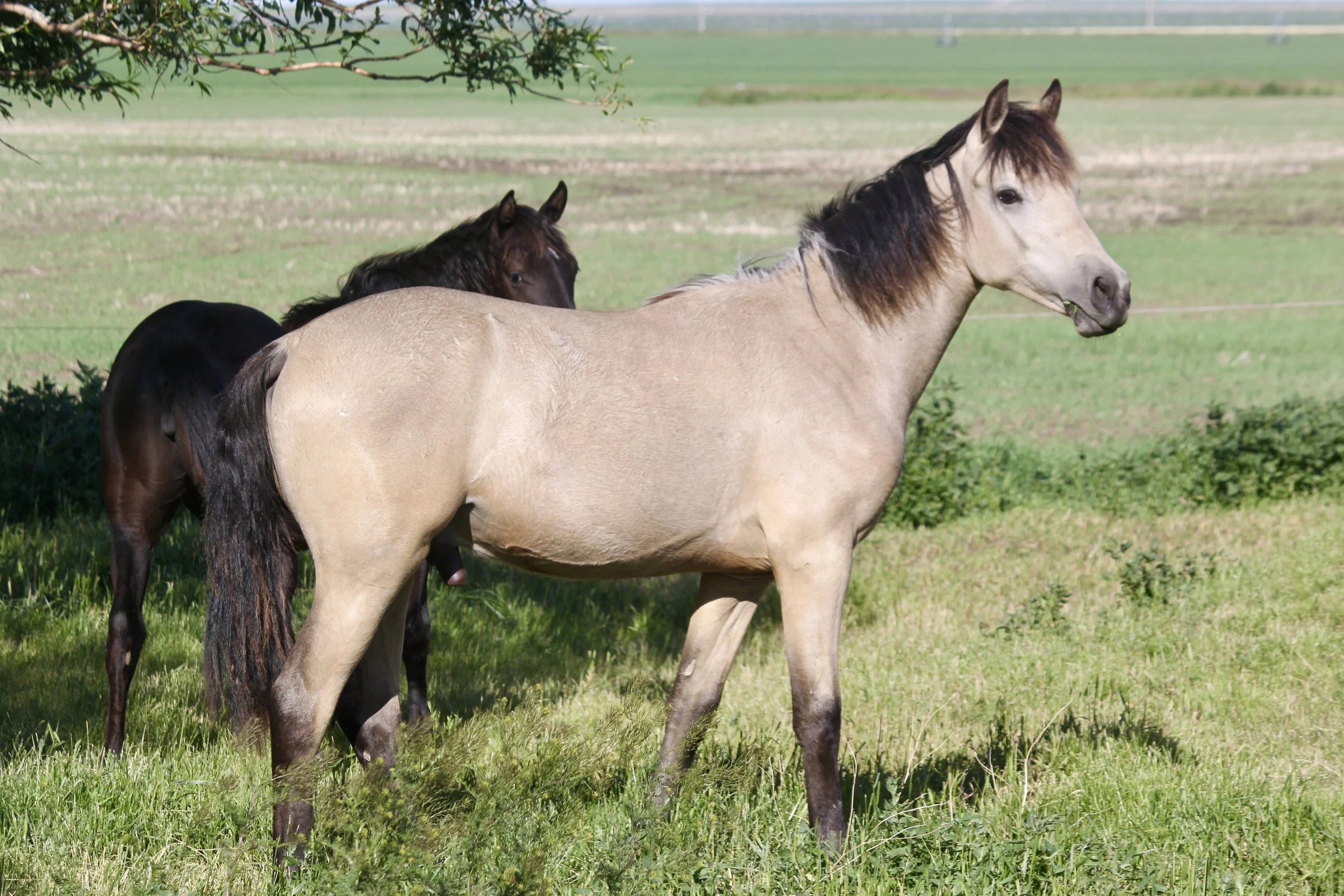Buttes Zeteo Charismos