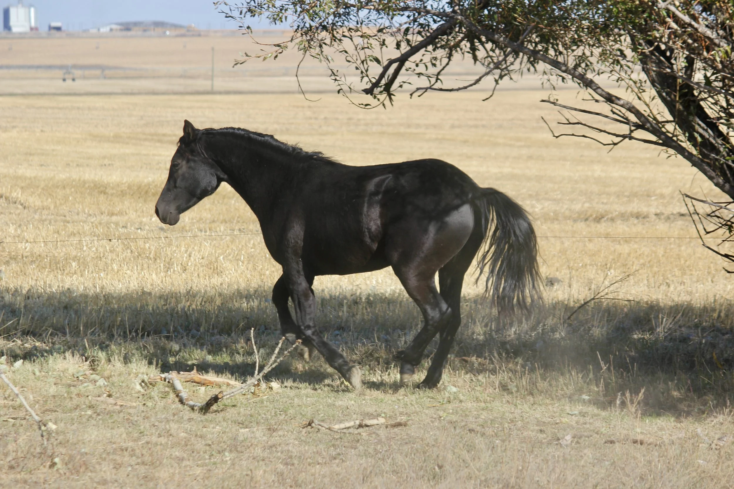 Buttes Blackfire Pearl