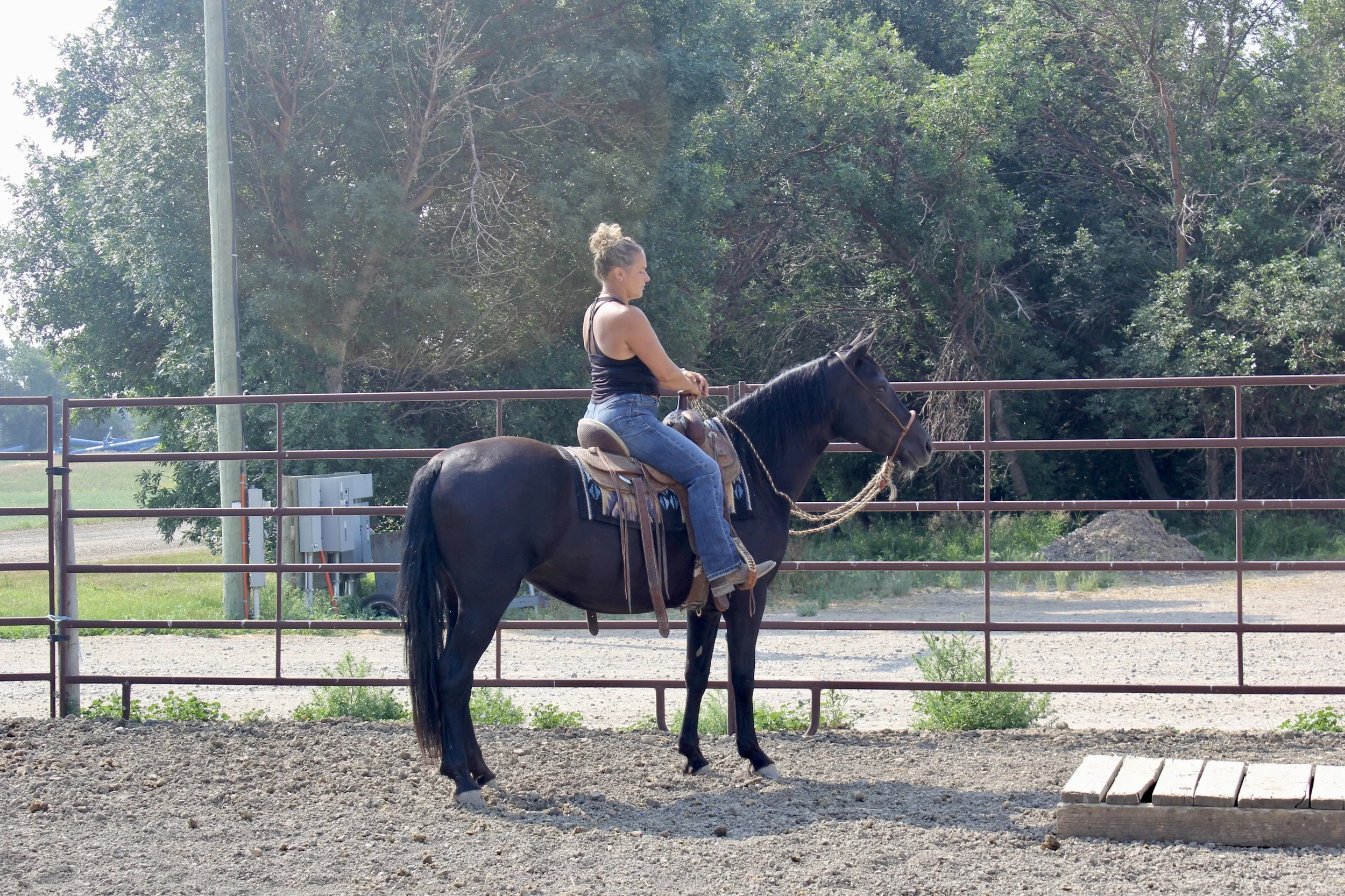 Buttes Blackfire Pearl 2023 smoky black foundation Morgan mare out of Buttes Sedona Sunrise