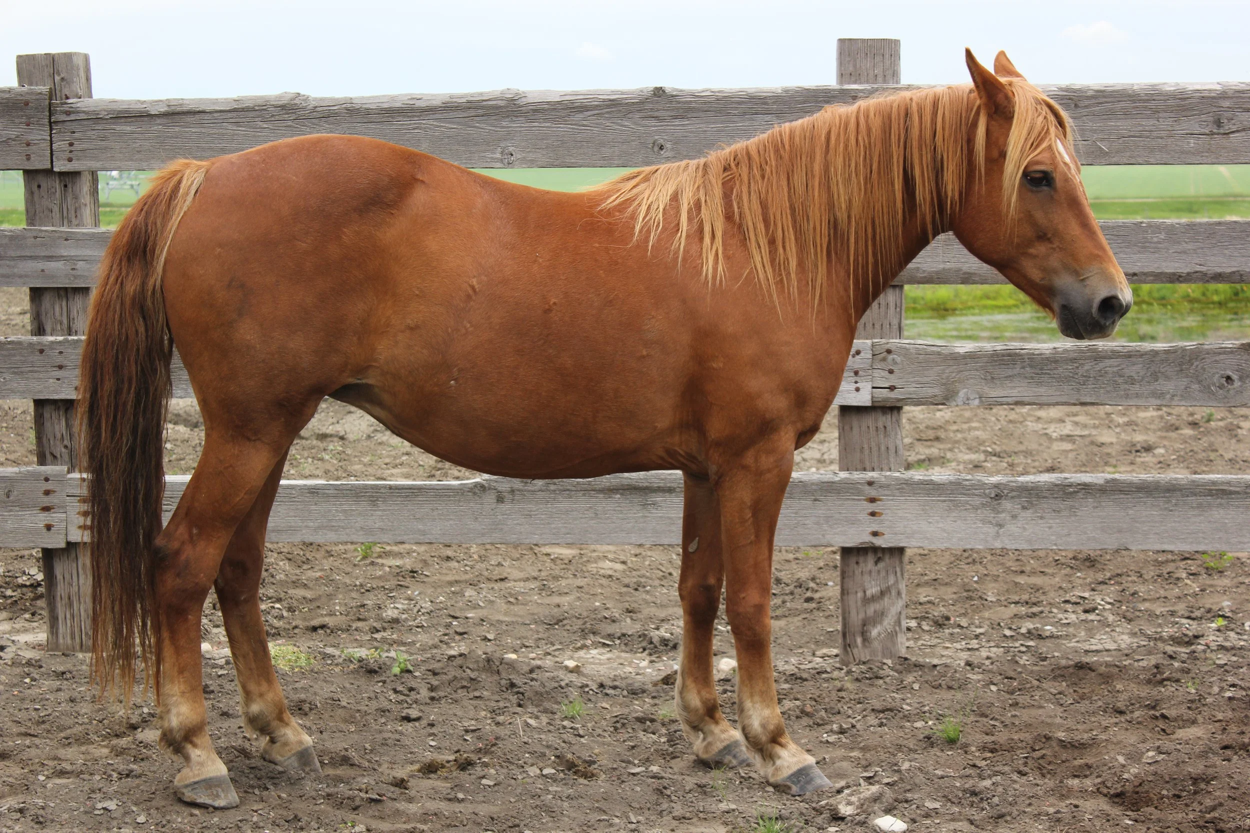 carmelita12013.JPG