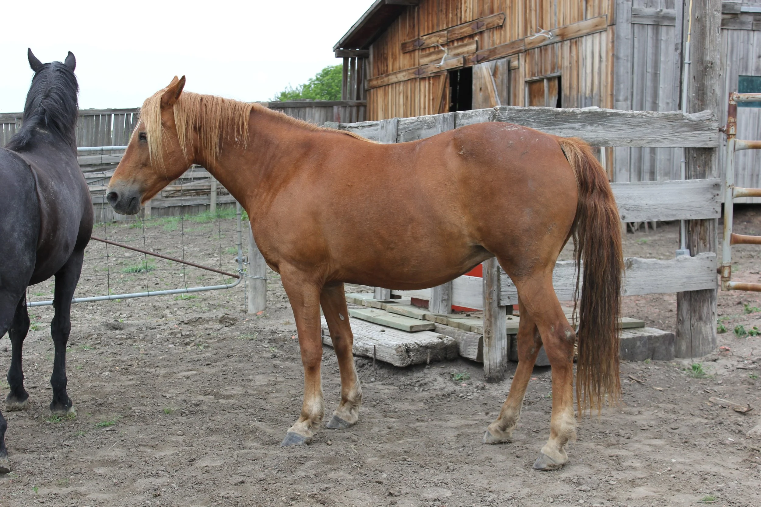 carmelita32013.JPG