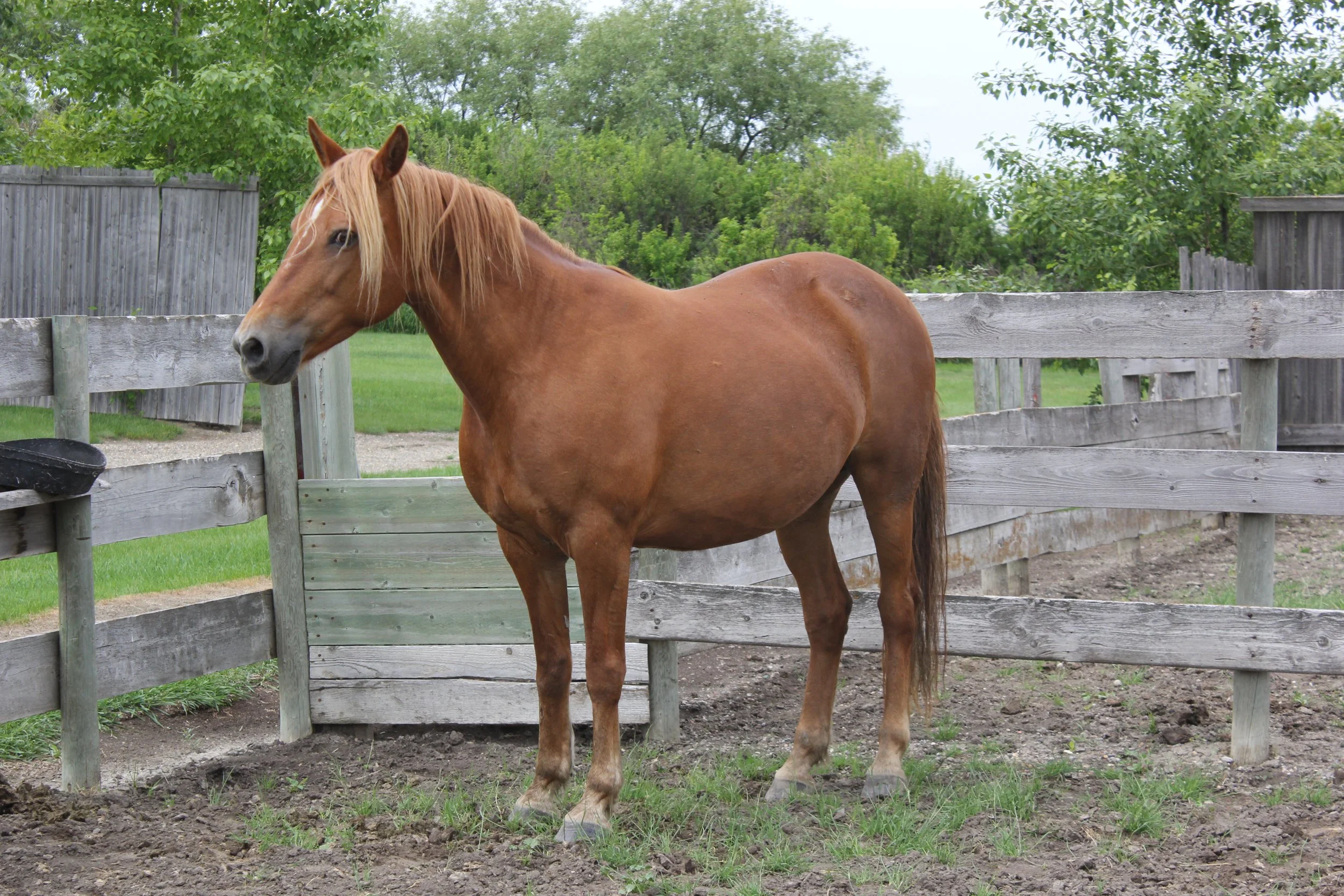carmelita2013.JPG