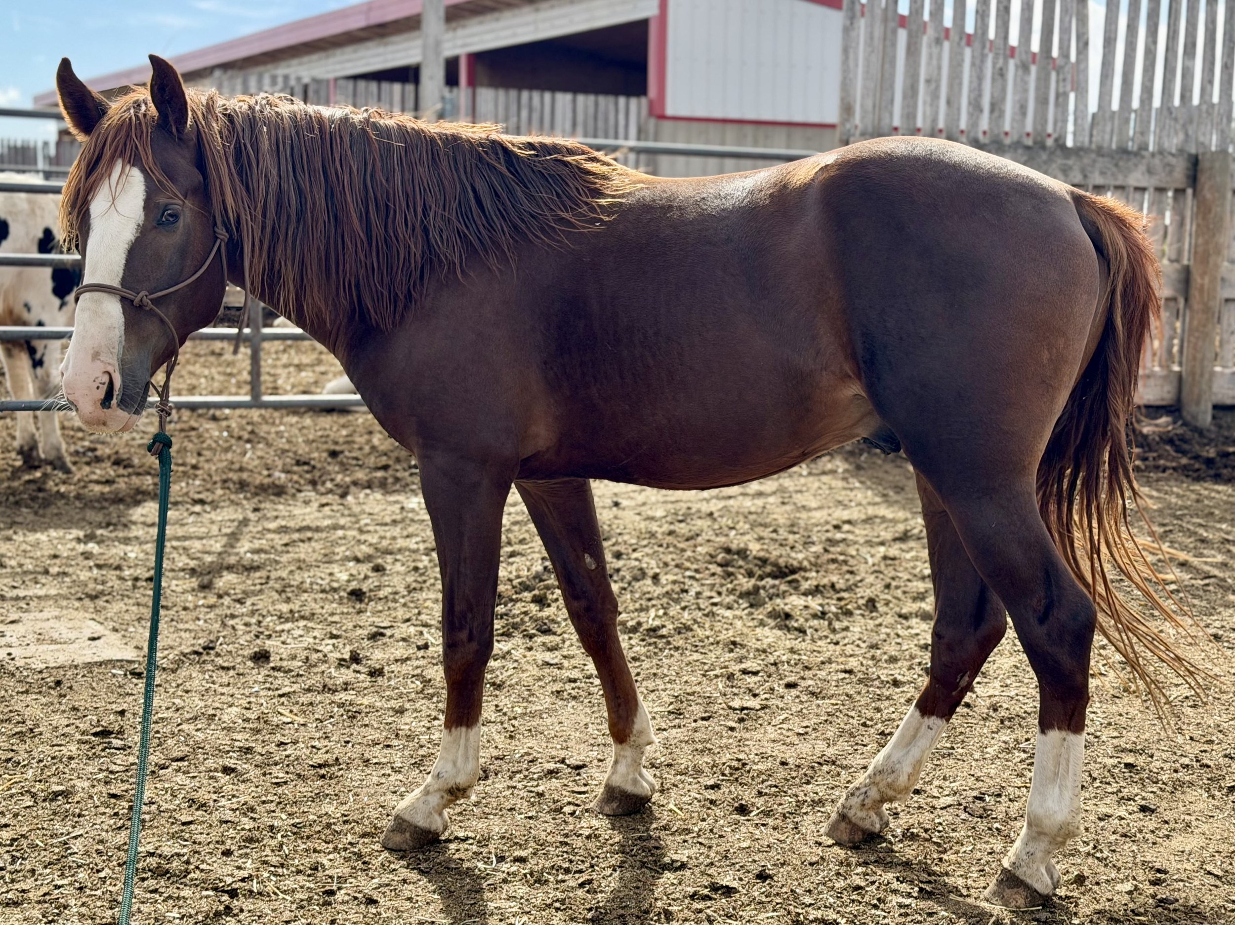 Can Do Romeo splash foundation Morgan stallion
