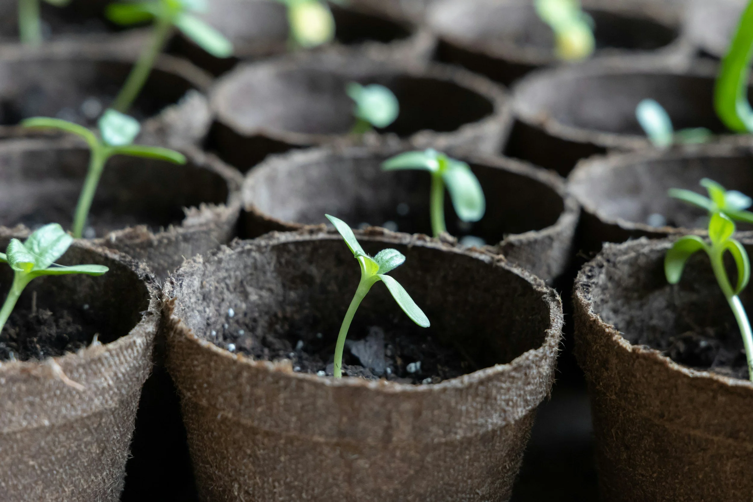Share it, Plant It, Grow It: Starting from Seed