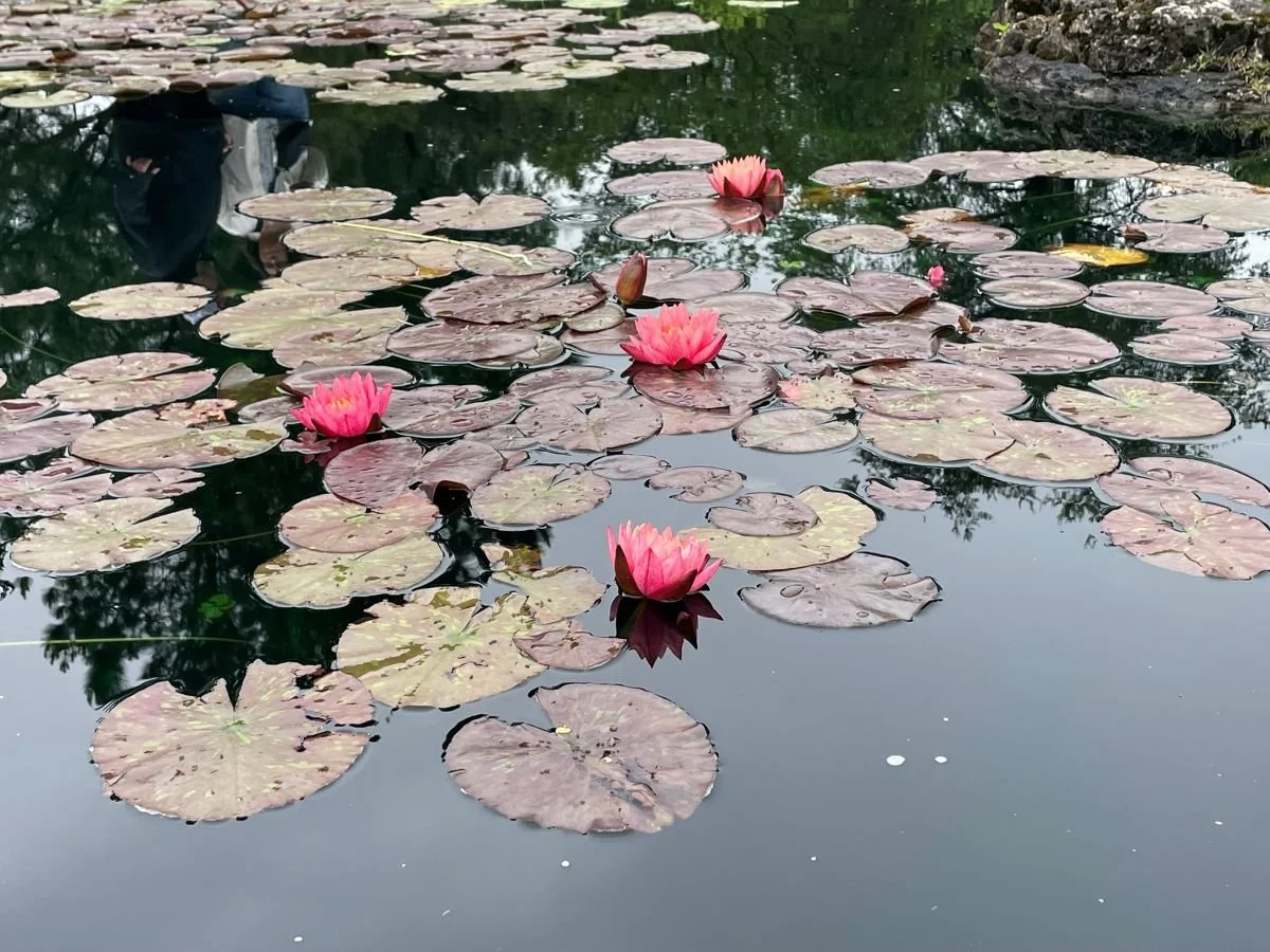 A Walk at Meadowlark Botanical Gardens