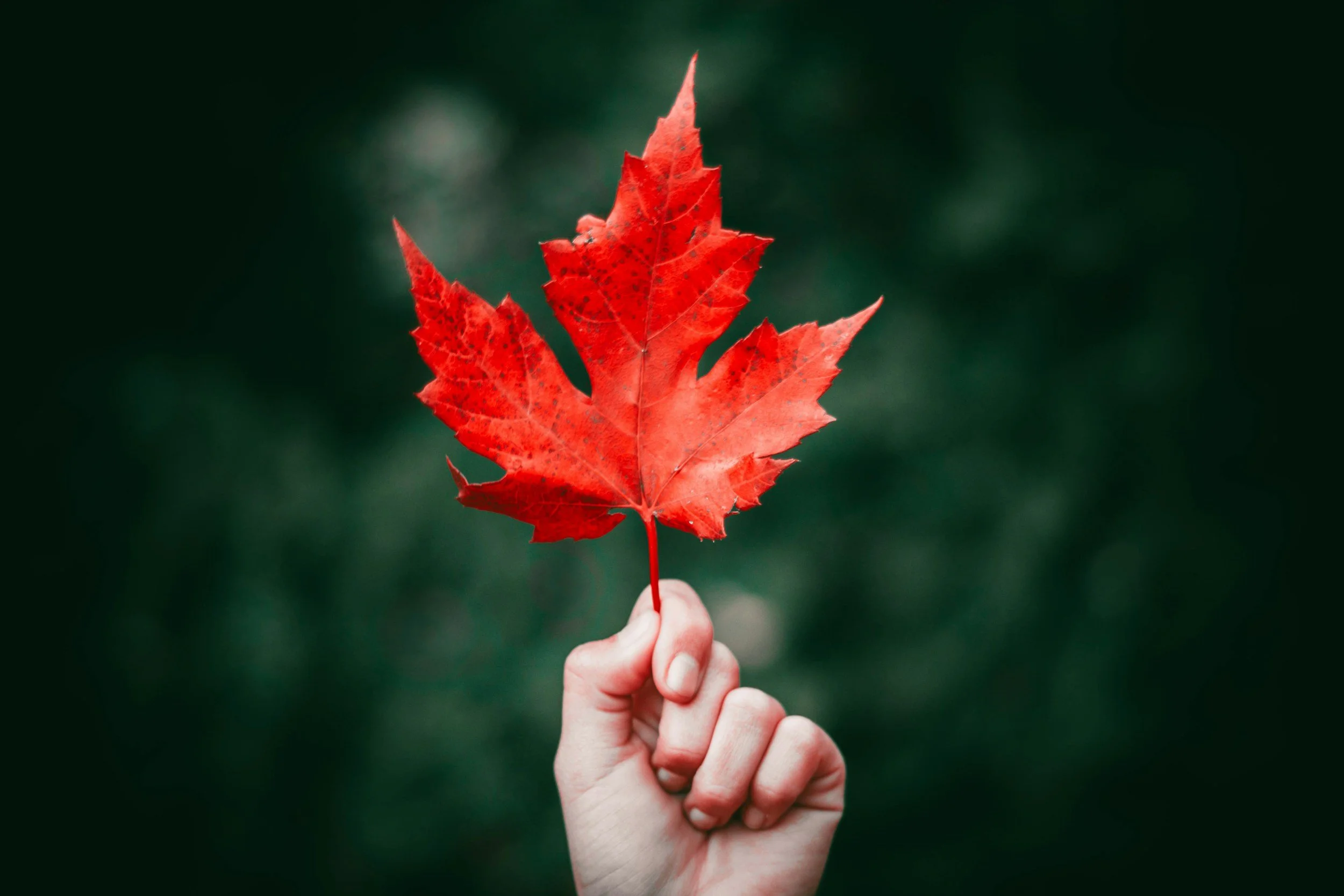 Intro to Drawing: Fall Leaves