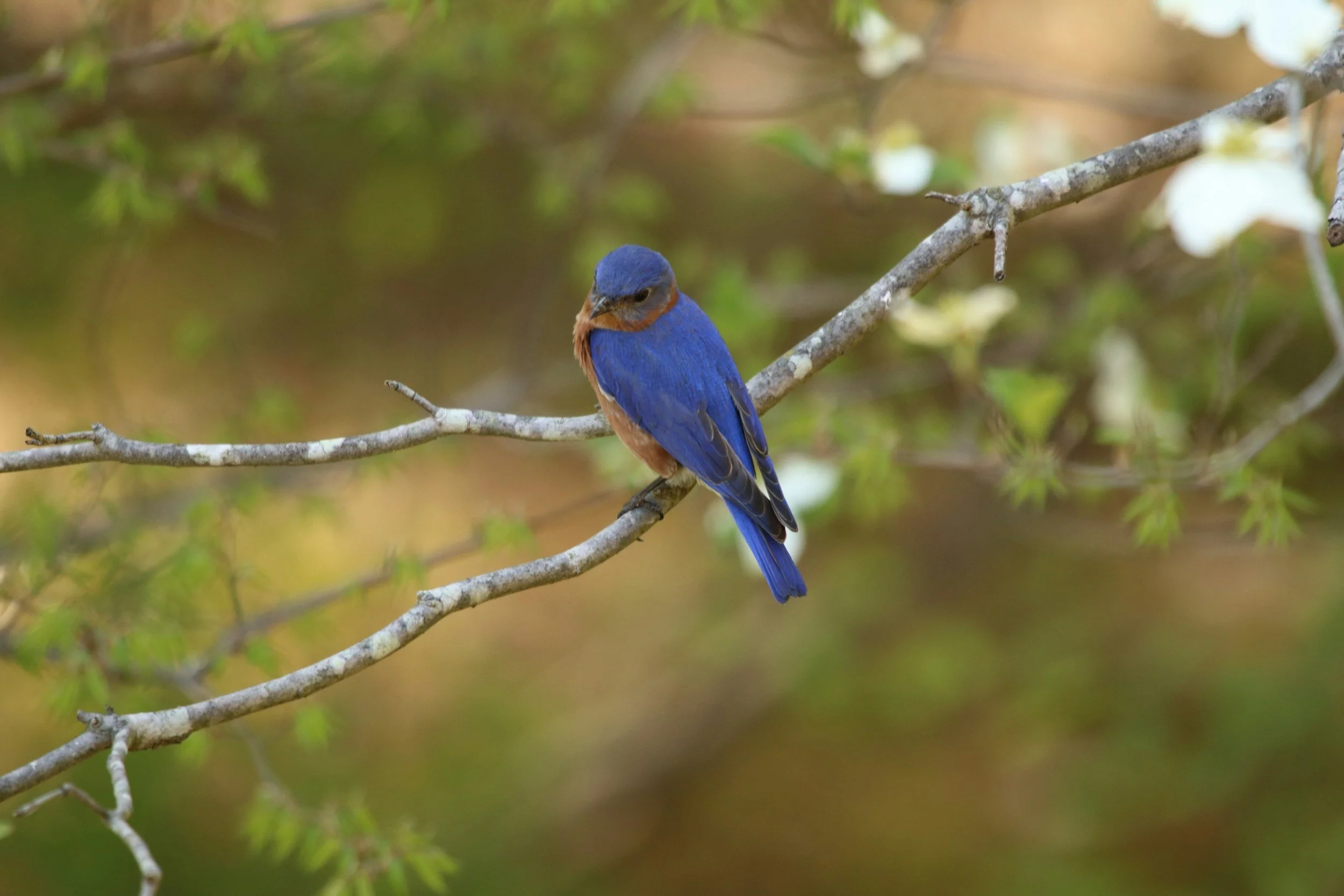 November Bird Walk: Twin Branches Nature Trail