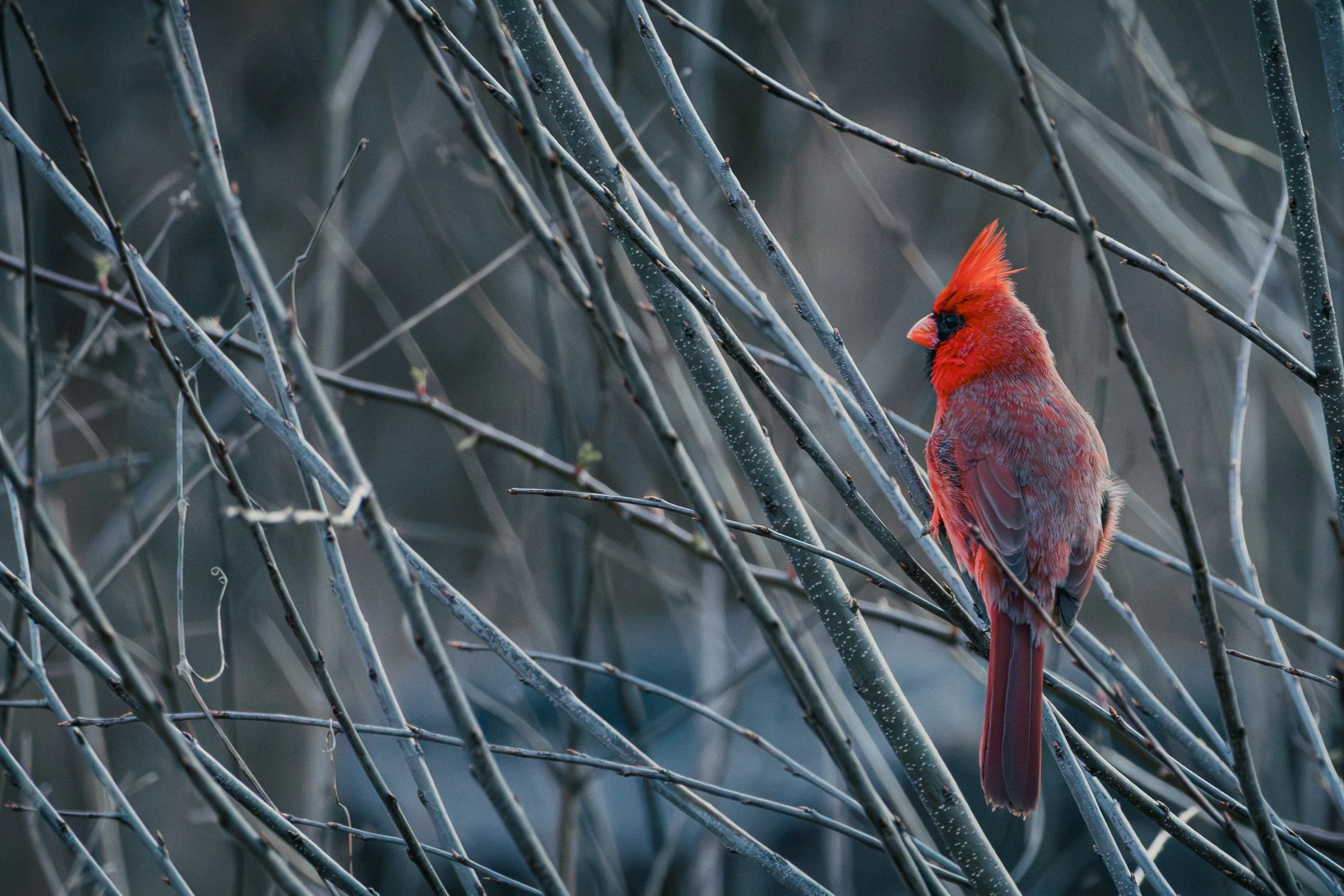Winter Bird Class: An Introduction