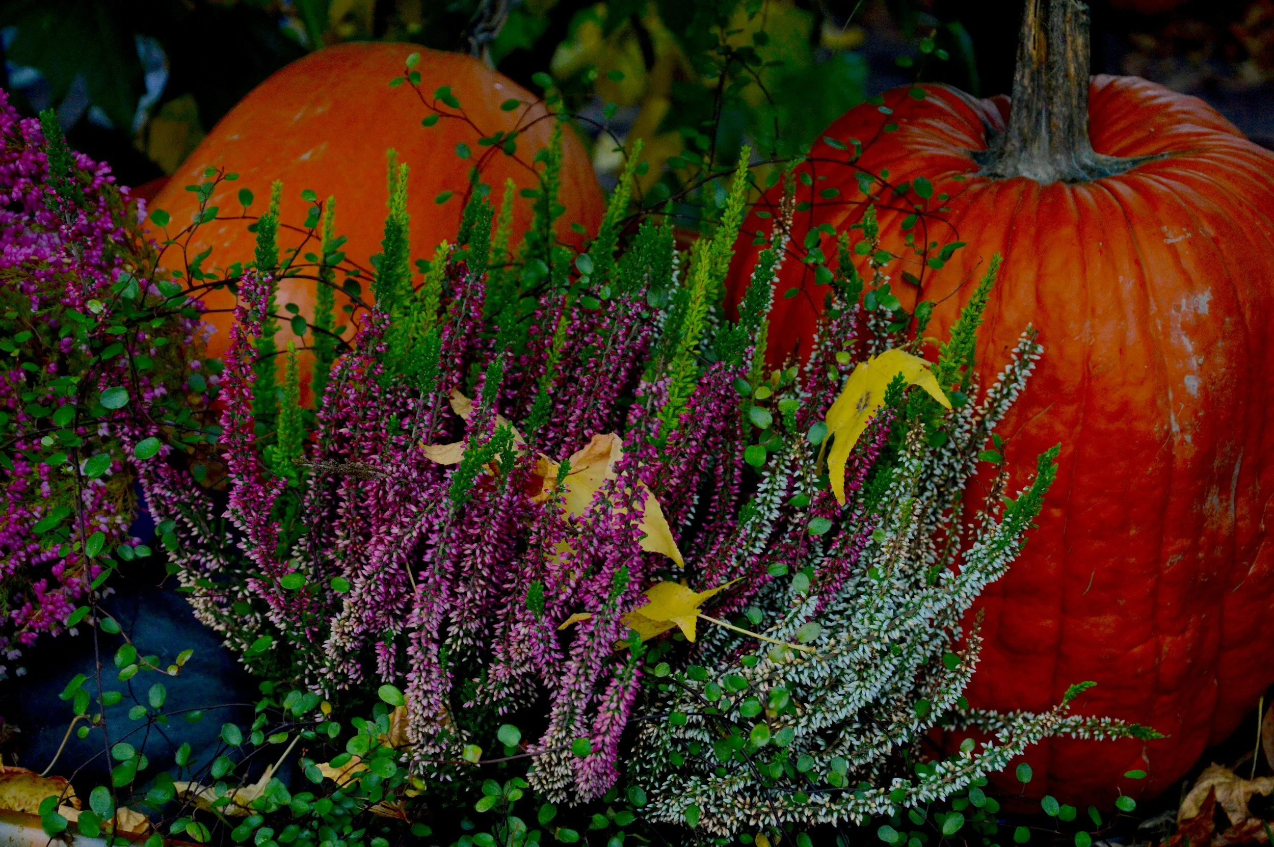 Fall Festival at United Christian Parish Reston