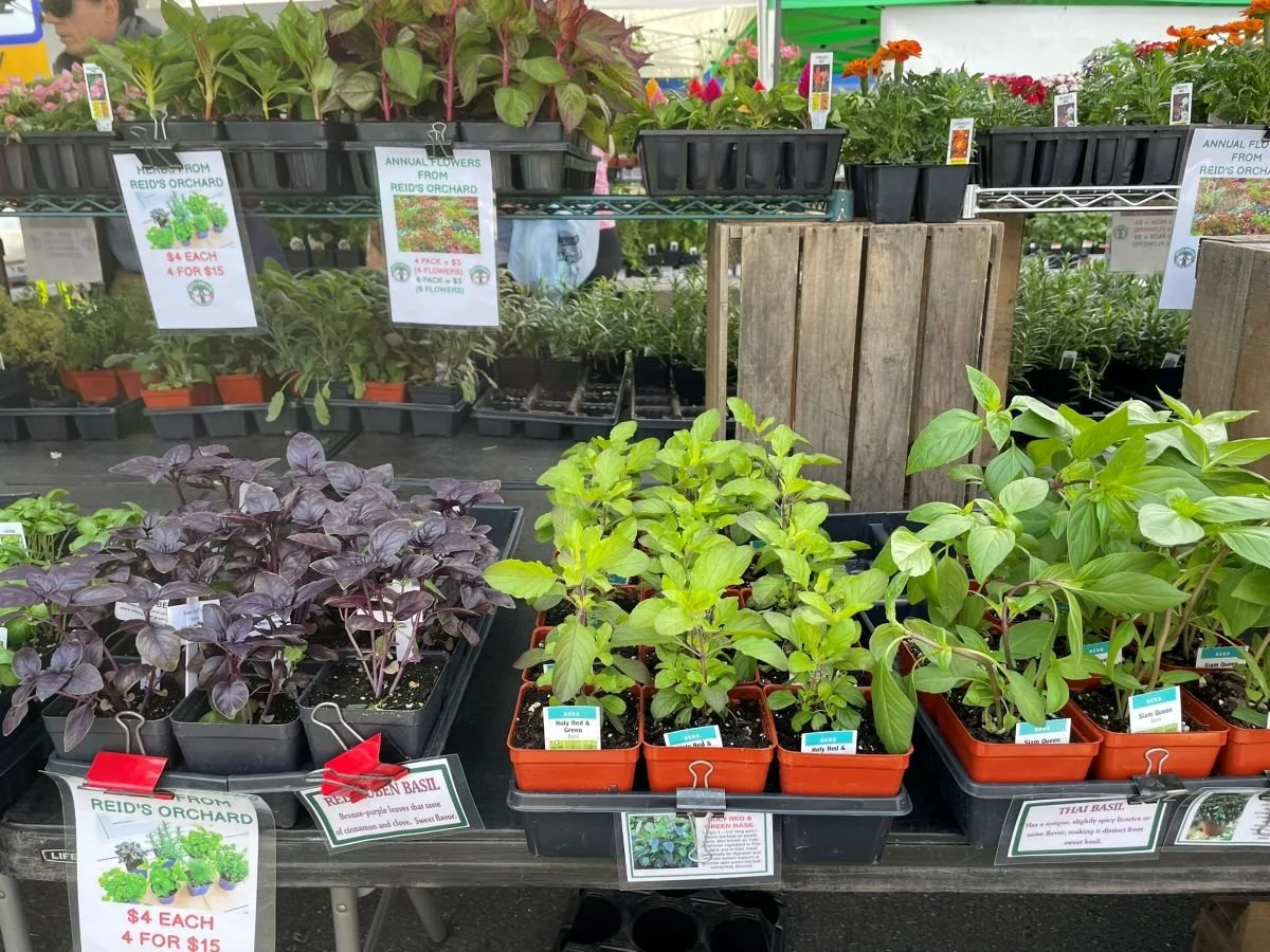 green plants and herbs in pots