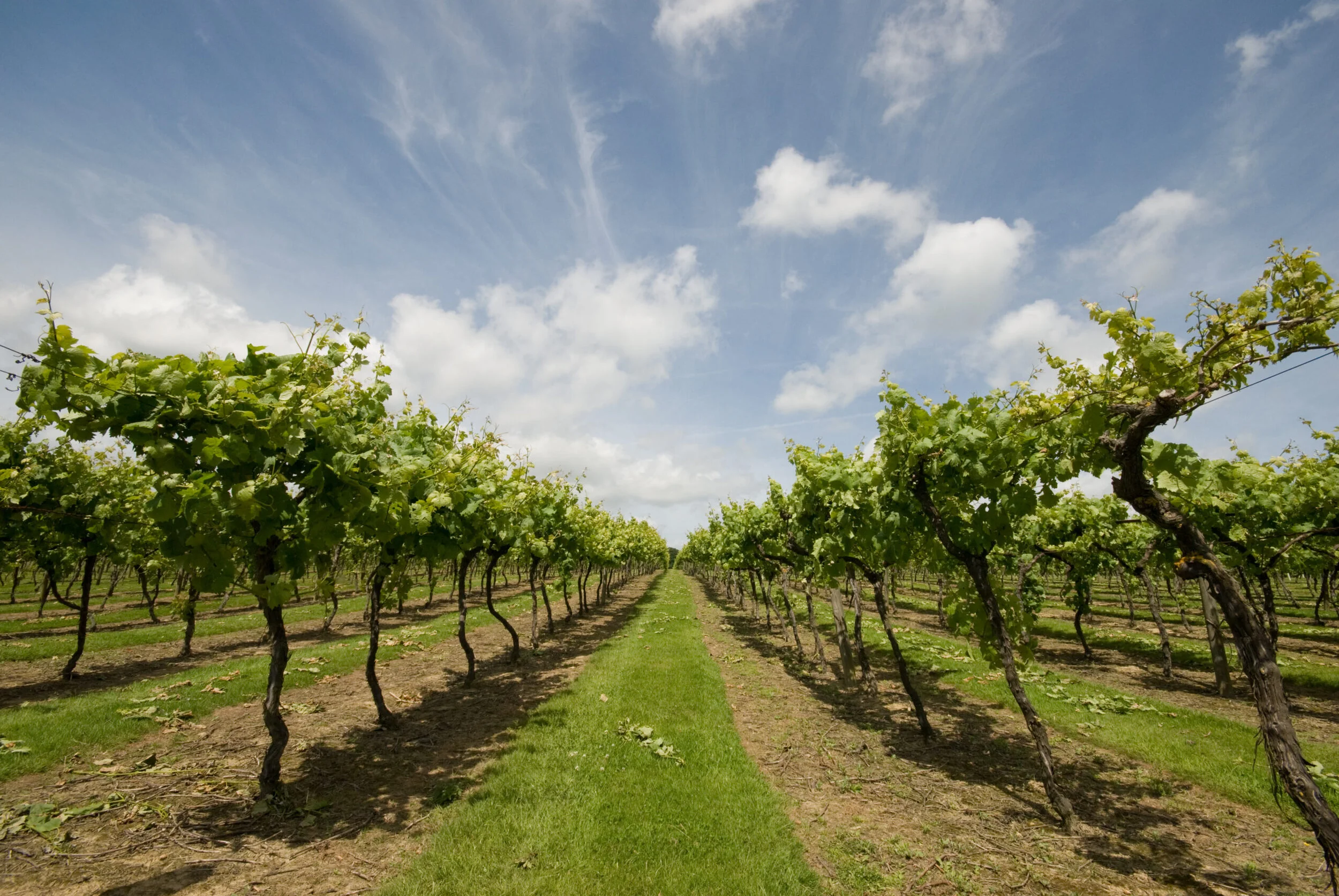 Biddenden Vineyards by Elvey Farm Kent