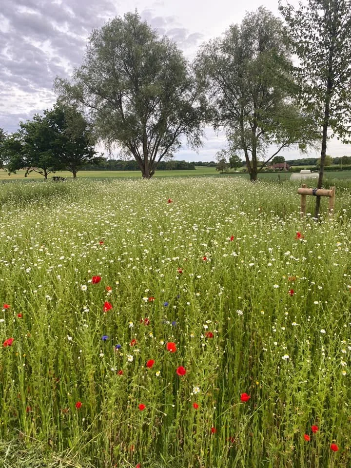 View of countryside by Elvey Farm Kent