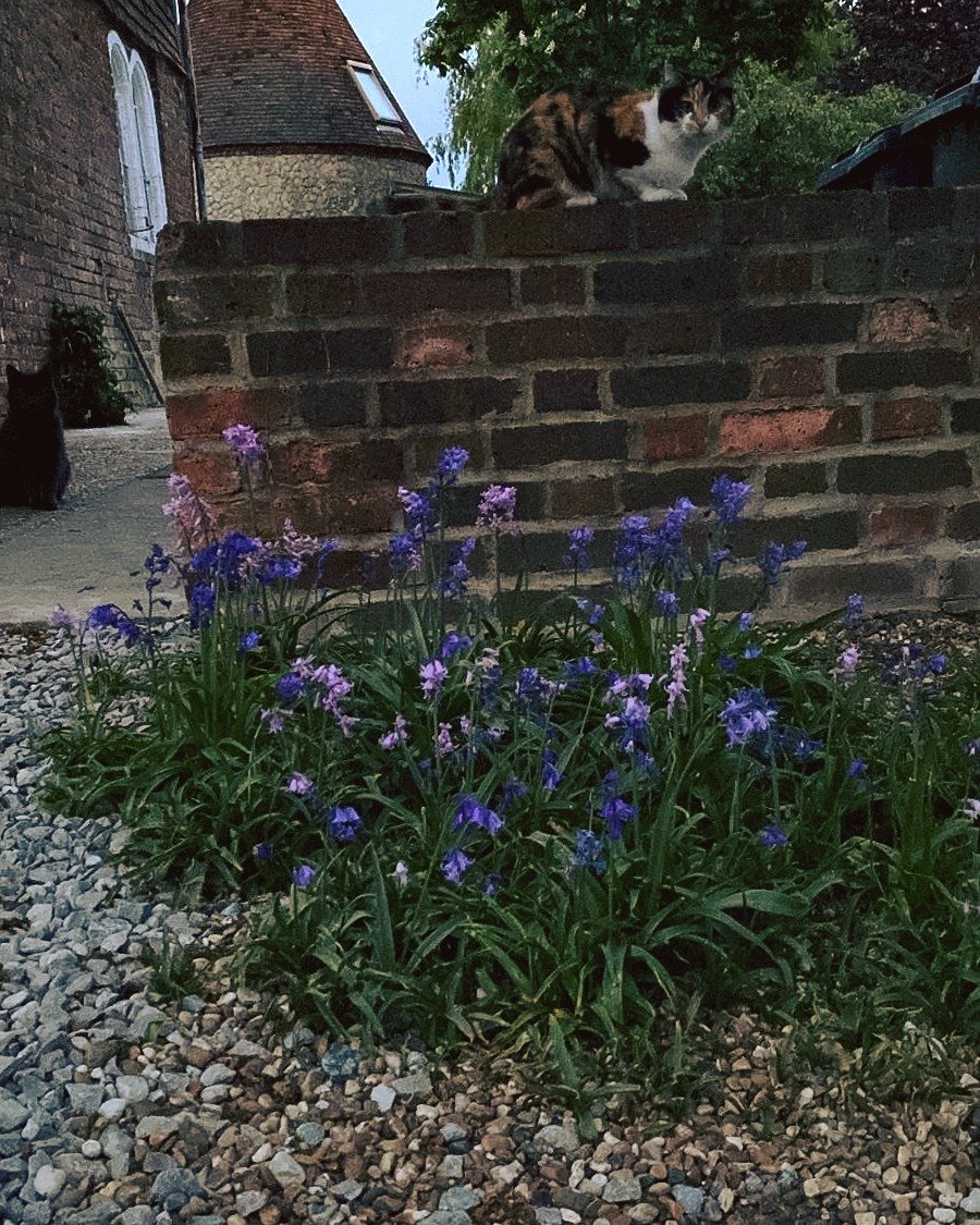 Smarty 🐈 What a lovely spot to be sitting in, surrounded by the bluebells. Our furry little followers are always waiting for us each evening to ensure they get some good pampering.

Can you spot Derek hiding in the shadows? 🐈&zwj;⬛

In keeping with