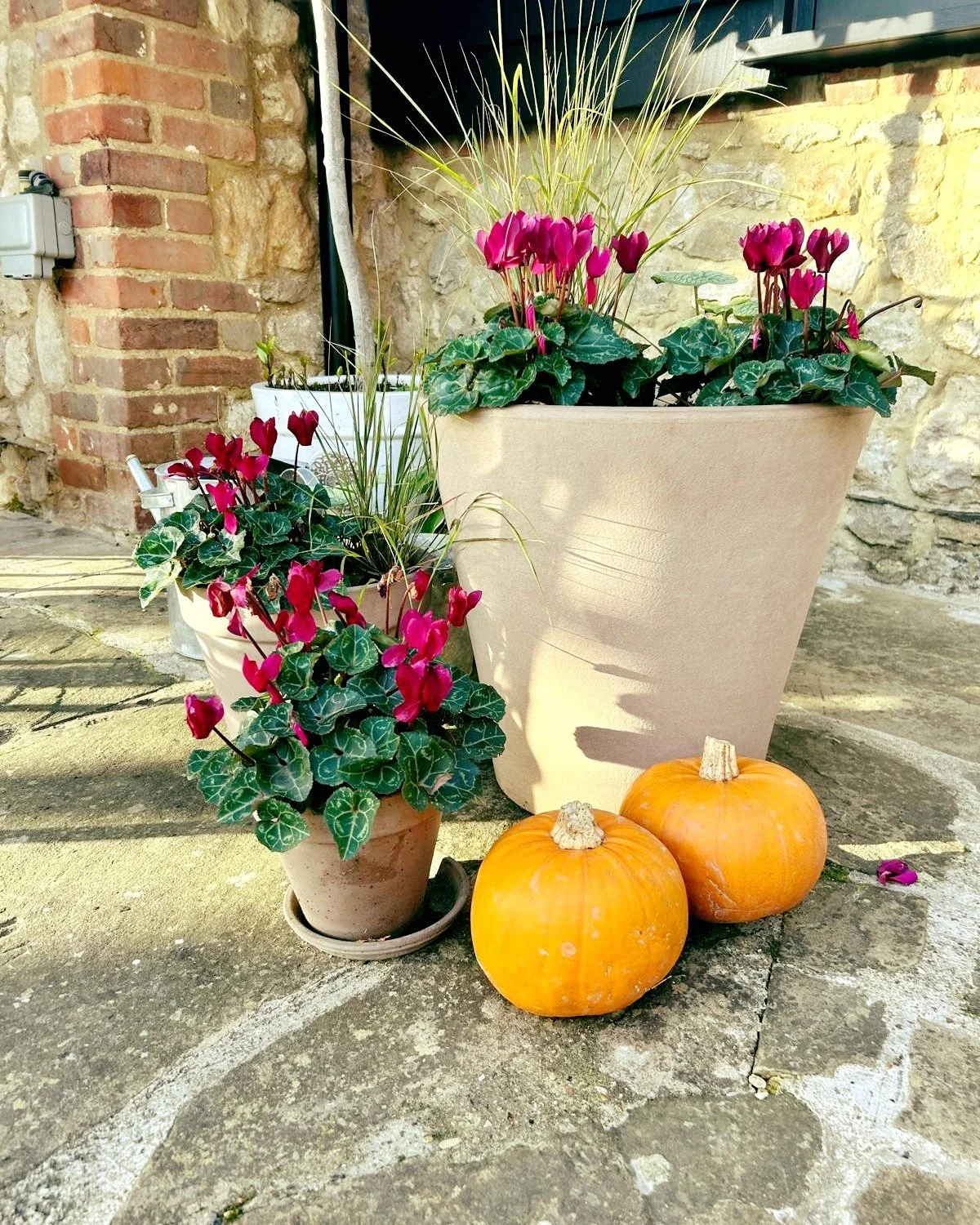 🎃 Happy Halloween from Elvey Farm! As we do every year we've embraced the spirit of the season with charming pumpkins scattered about and vibrant autumn flowers brightening the landscape. Just look at those stunning skies&mdash;so atmospheric!

Wish