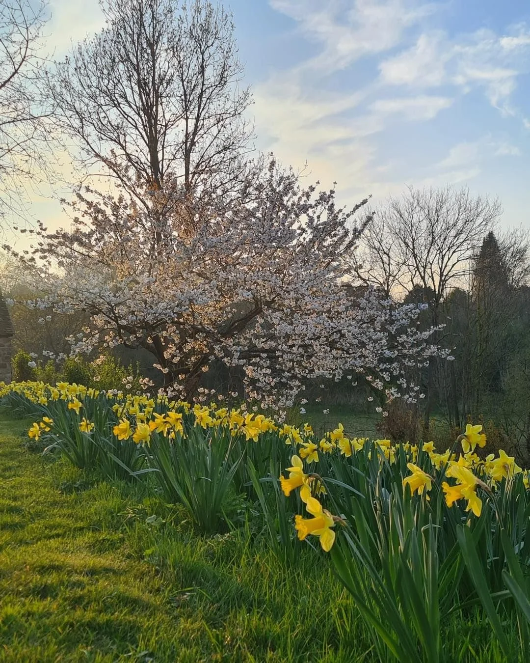Spring's fleeting beauty 

As the blossoms and daffodils start to fade, let's take a moment to soak in the magic of spring. 🌸 Every walk reveals something new, turning ordinary strolls into delightful adventures. We can&rsquo;t wait to share this be