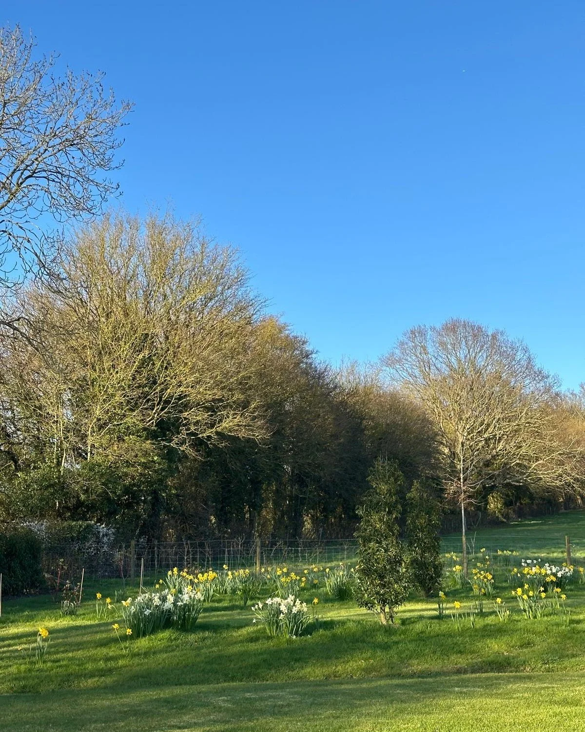 Spring is officially here!

With the Spring Equinox just behind us and the sun shining bright, we&rsquo;re feeling that fresh, vibrant energy in the air. 🌼 Just look at the happy daffodils popping up all over the farm here at @elveyfarmkent ! 
It's 
