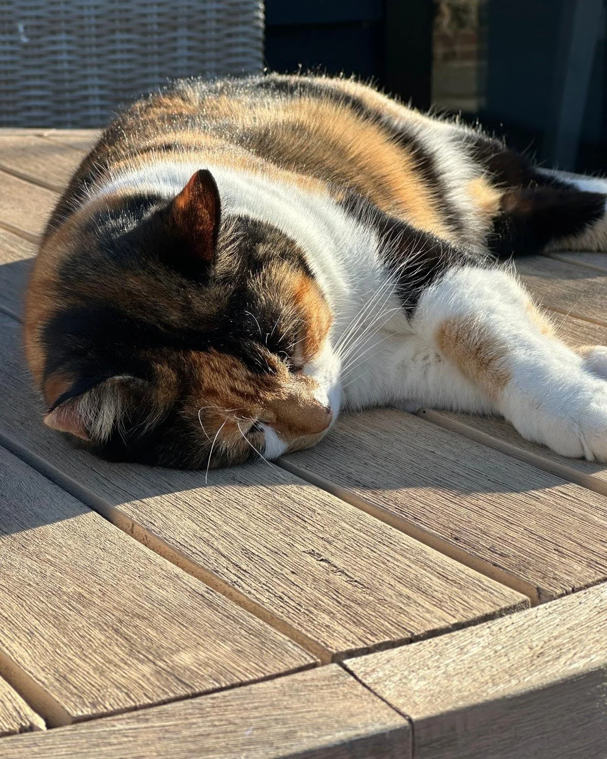 Smarty the cat has the right idea ☀️

June in the Kent countryside is all golden evenings, quiet gardens, birdsong and finding a sunny spot to slow down for a while 🌿

At Elvey Farm, summer is best enjoyed at a gentler pace &mdash; morning coffee ou