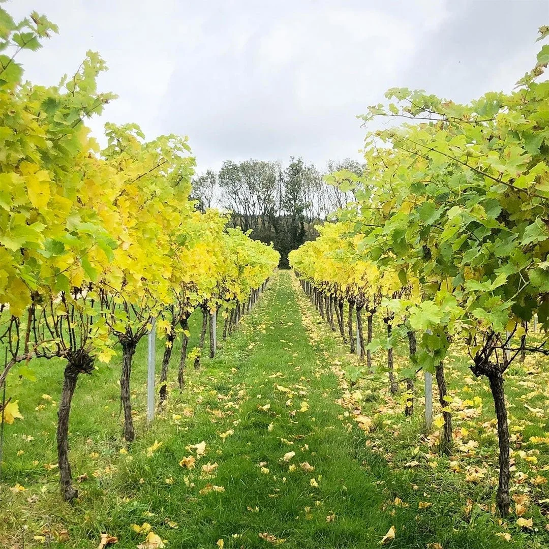 Vineyard with rows of grapevines and yellow-green leaves on a cloudy day.