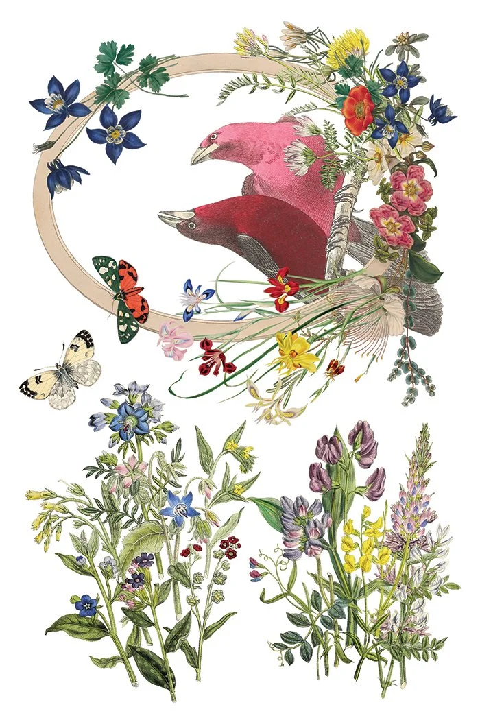 IOD-TRA-FLG Flora Greca page 5 small.jpg