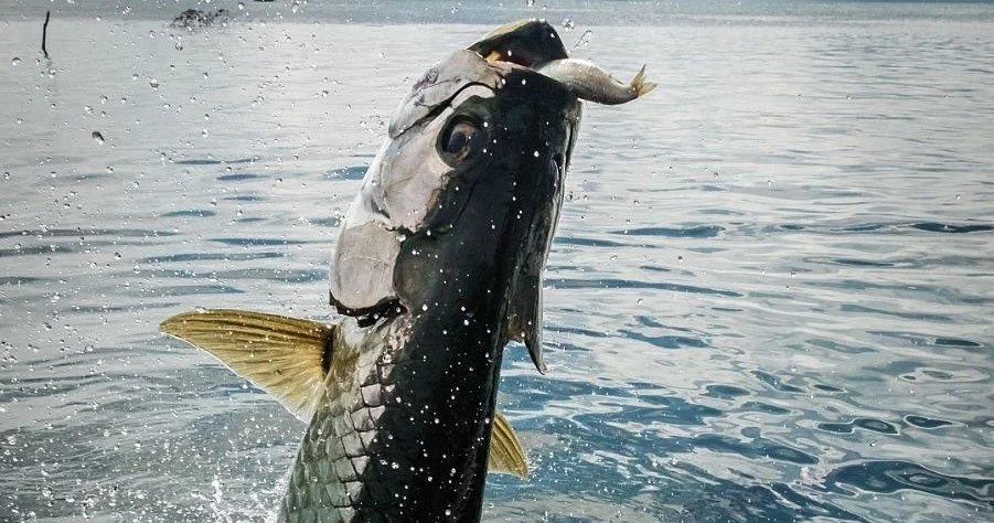 Top Fishing Charters in Key West | Nearshore, Offshore, & More! — Perry ...