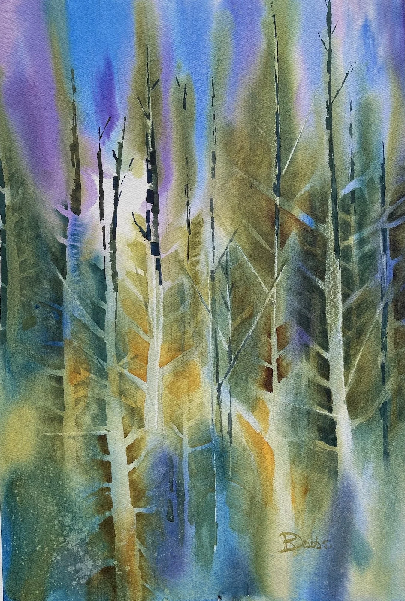 PINACEAE 2.  SOLD