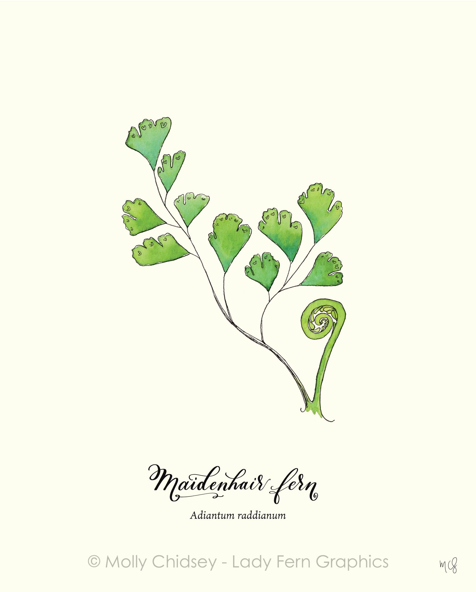 Molly Chidsey - Lady Fern Graphics-20.jpg