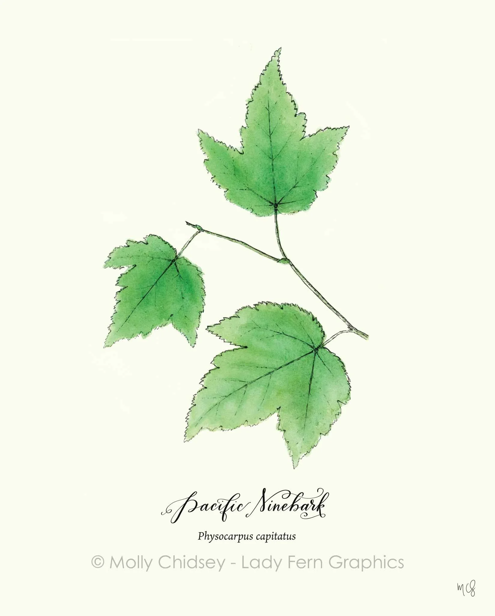 Molly Chidsey_2024-04-13_PacificNinebark.jpg