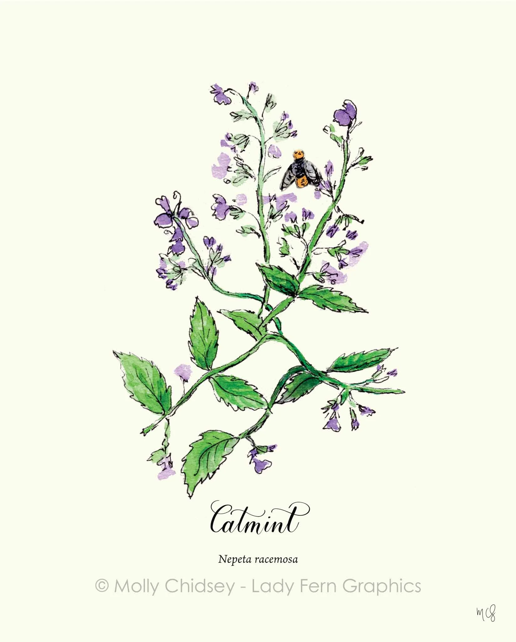 Molly Chidsey_2024-04-13_Catmint.jpg