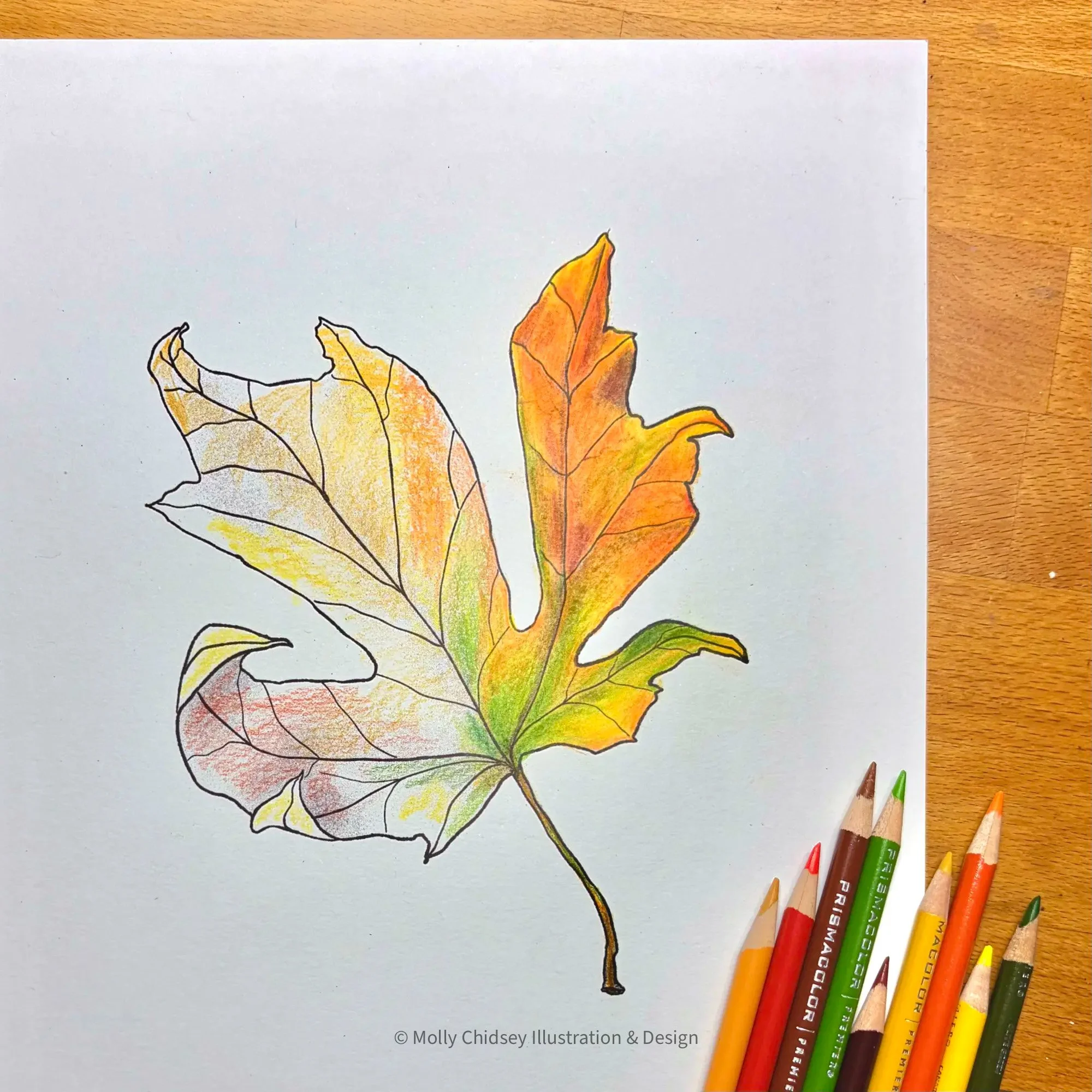 Illustrate a Fall Leaf in Colored Pencils