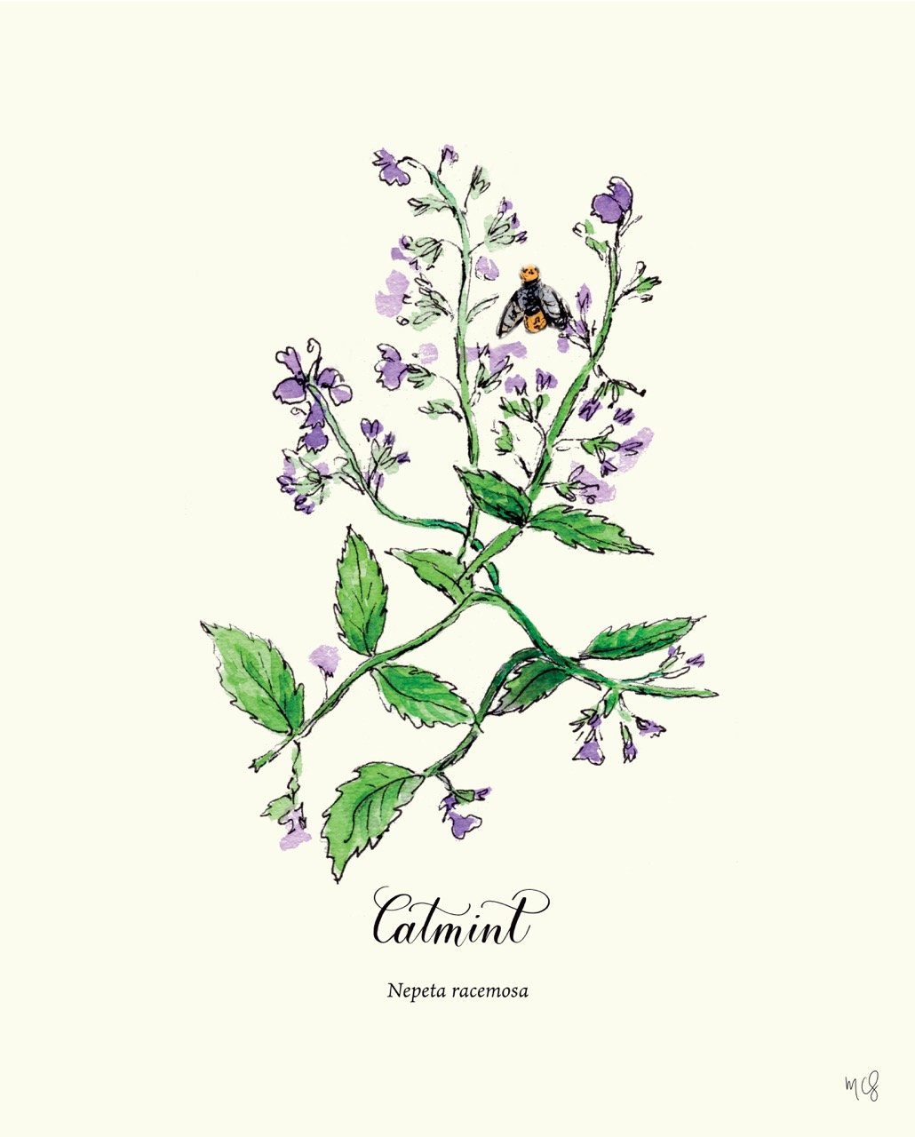 Catmint botanical illustration art print
