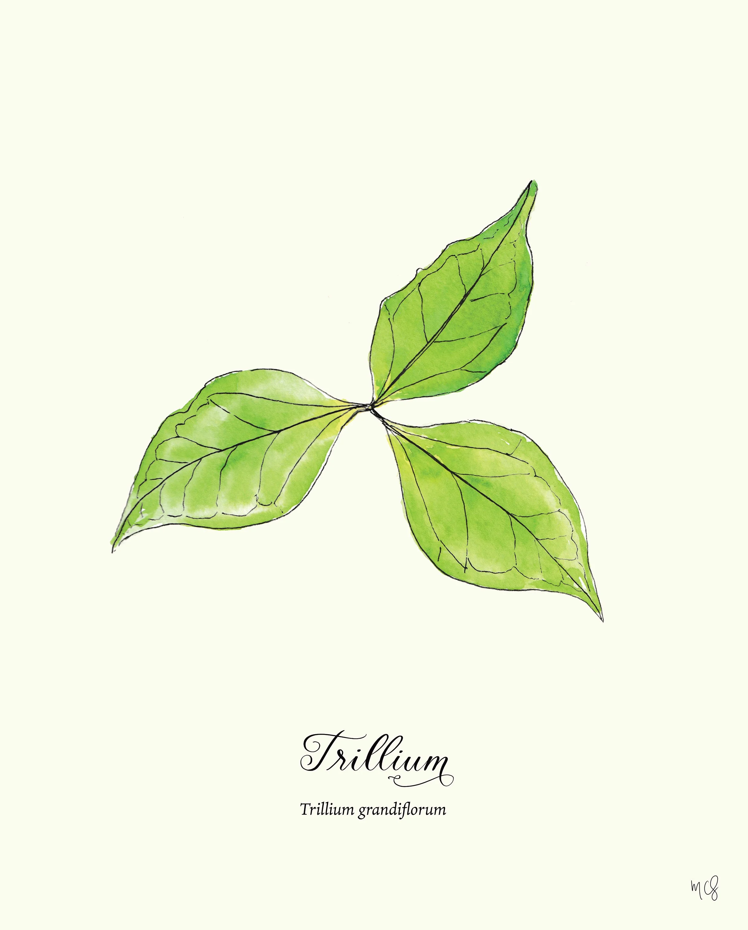 Trillium botanical illustration_MollyChidsey_web size file.jpg