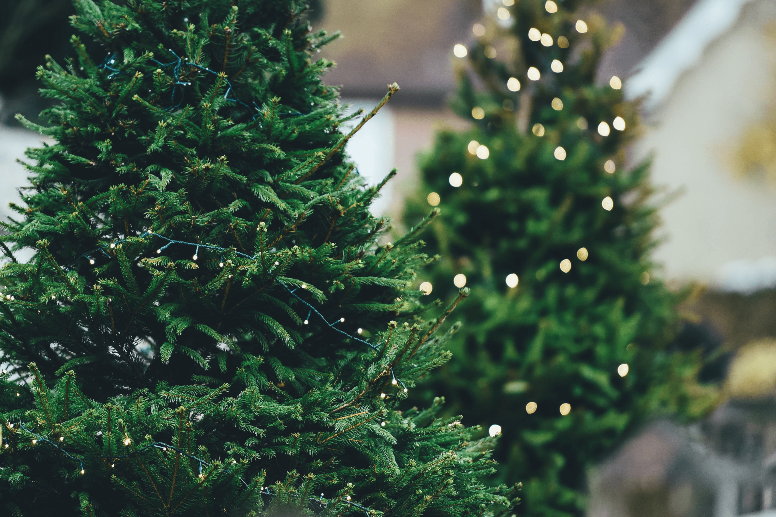 SoHo Trees: Christmas Trees and Market