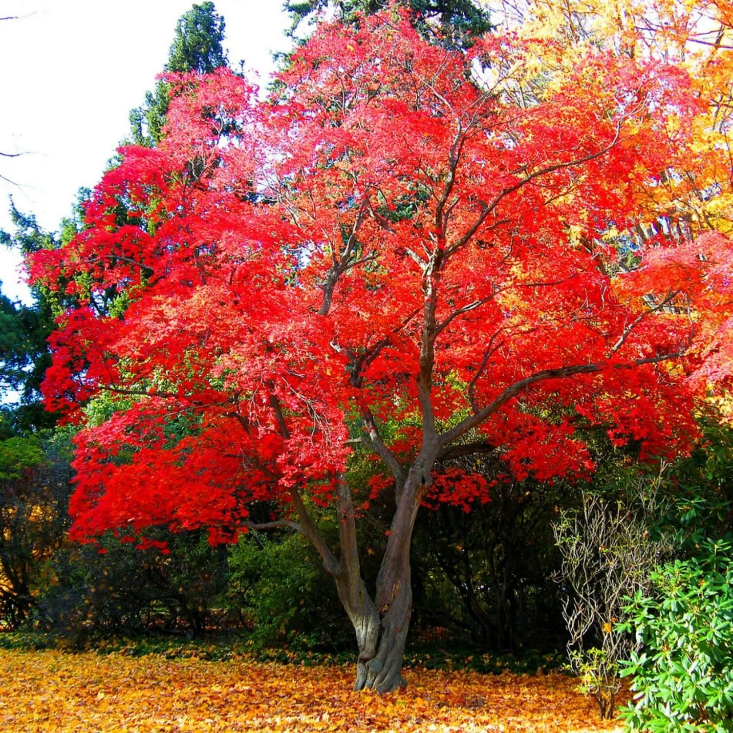 Tree Time - Maple