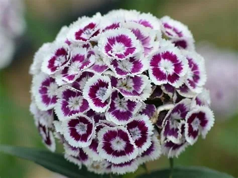 A Brief Study of Floriography, in particular, Sweet William